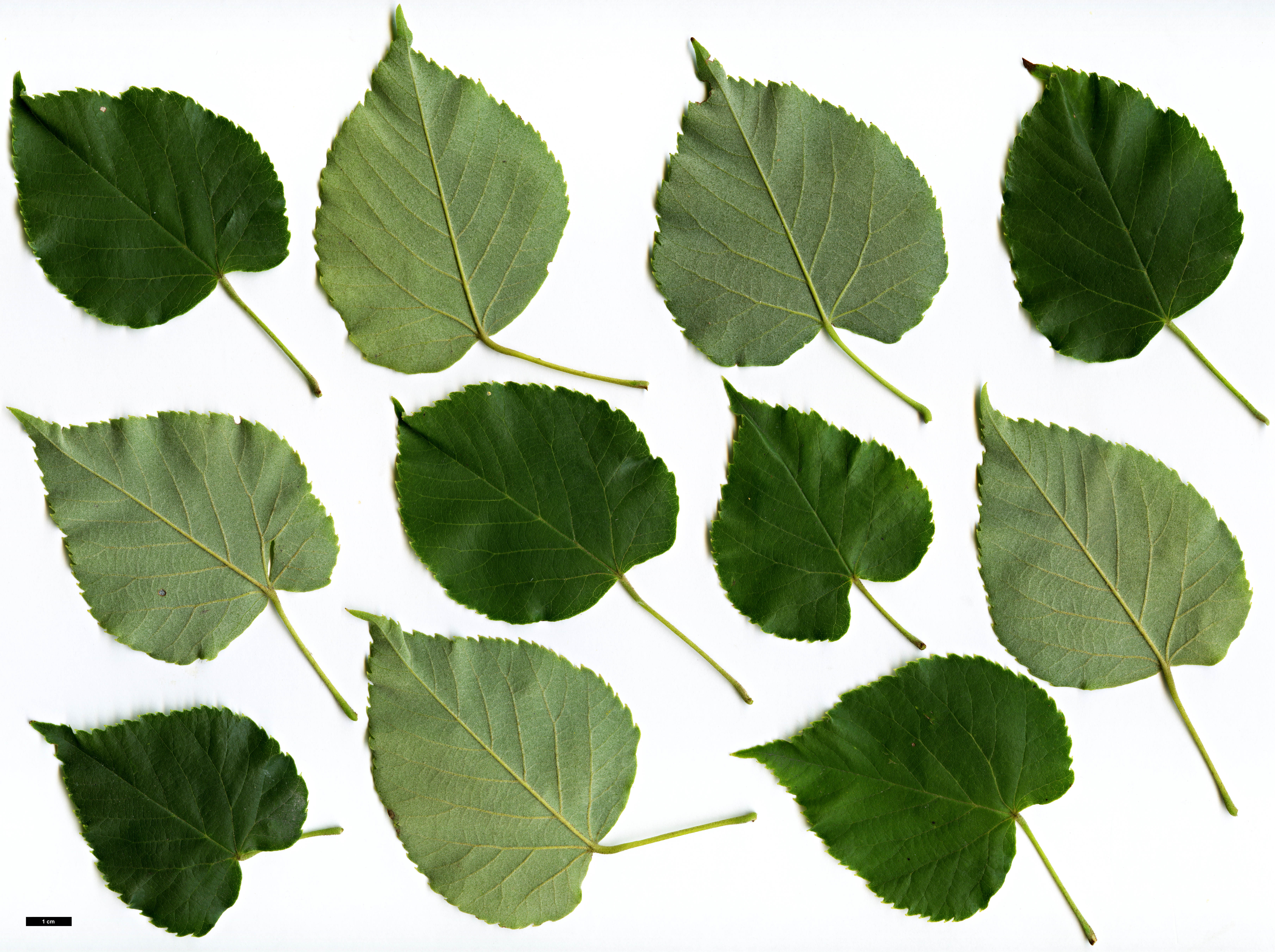 High resolution image: Family: Malvaceae - Genus: Tilia - Taxon: miqueliana High resolution image: Family: Malvaceae - Genus: Tilia - Taxon: miqueliana