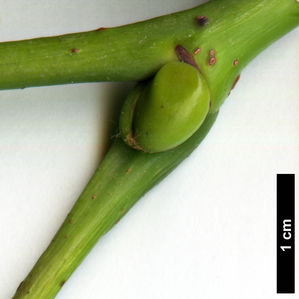 High resolution image: Family: Malvaceae - Genus: Tilia - Taxon: nobilis
