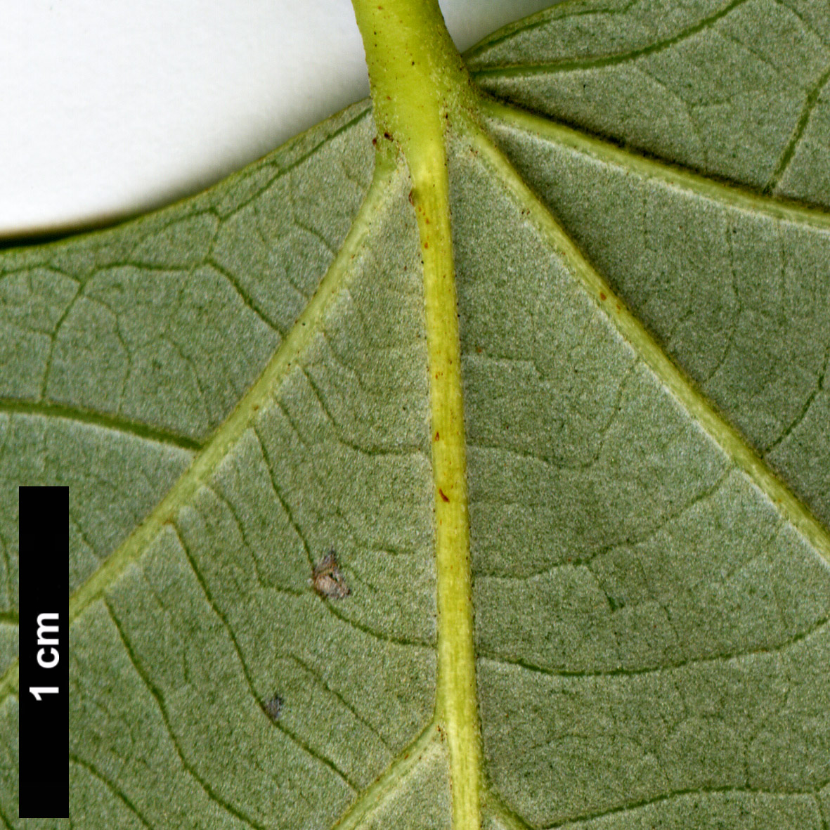 High resolution image: Family: Malvaceae - Genus: Tilia - Taxon: oliveri