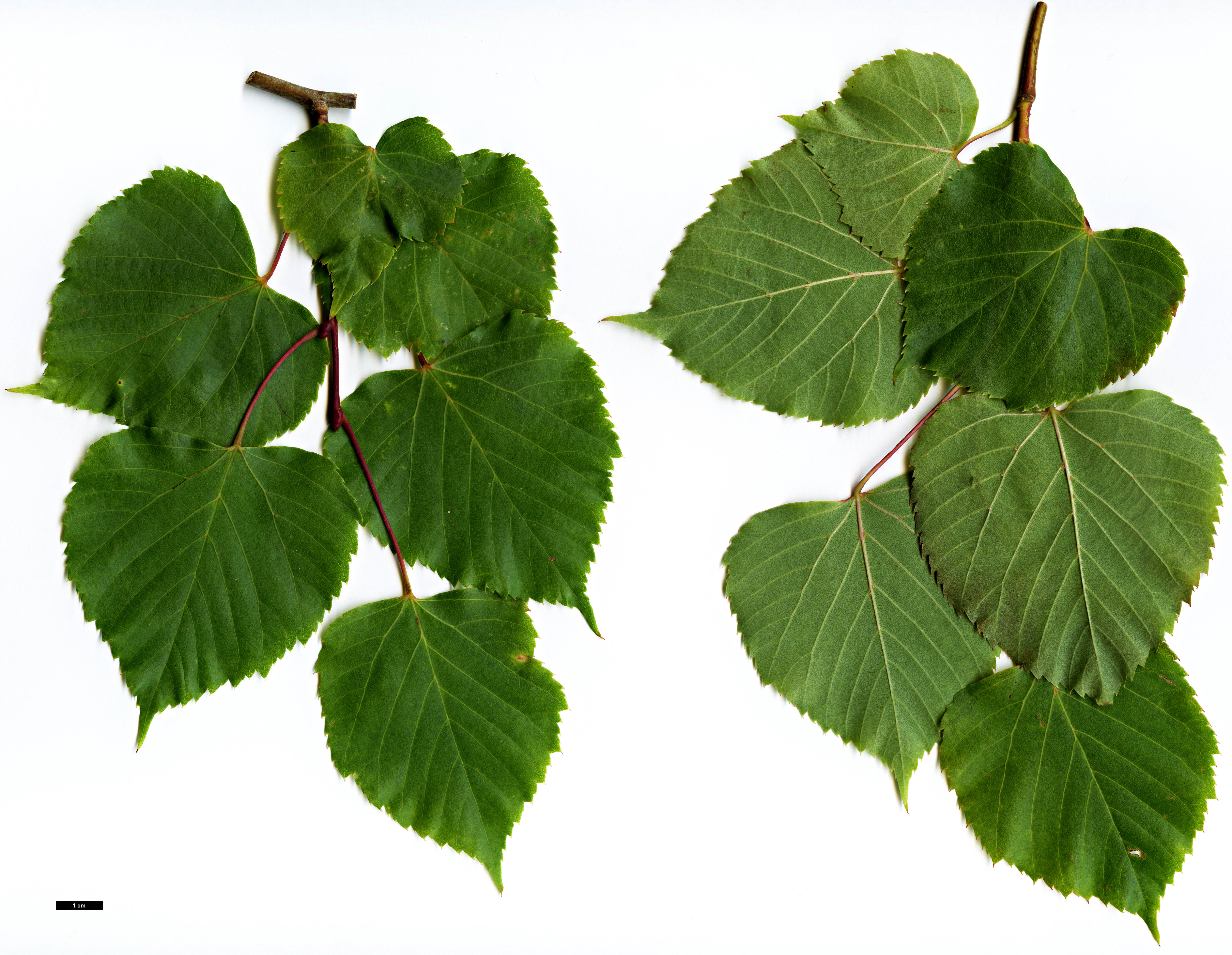 High resolution image: Family: Malvaceae - Genus: Tilia - Taxon: paucicostata