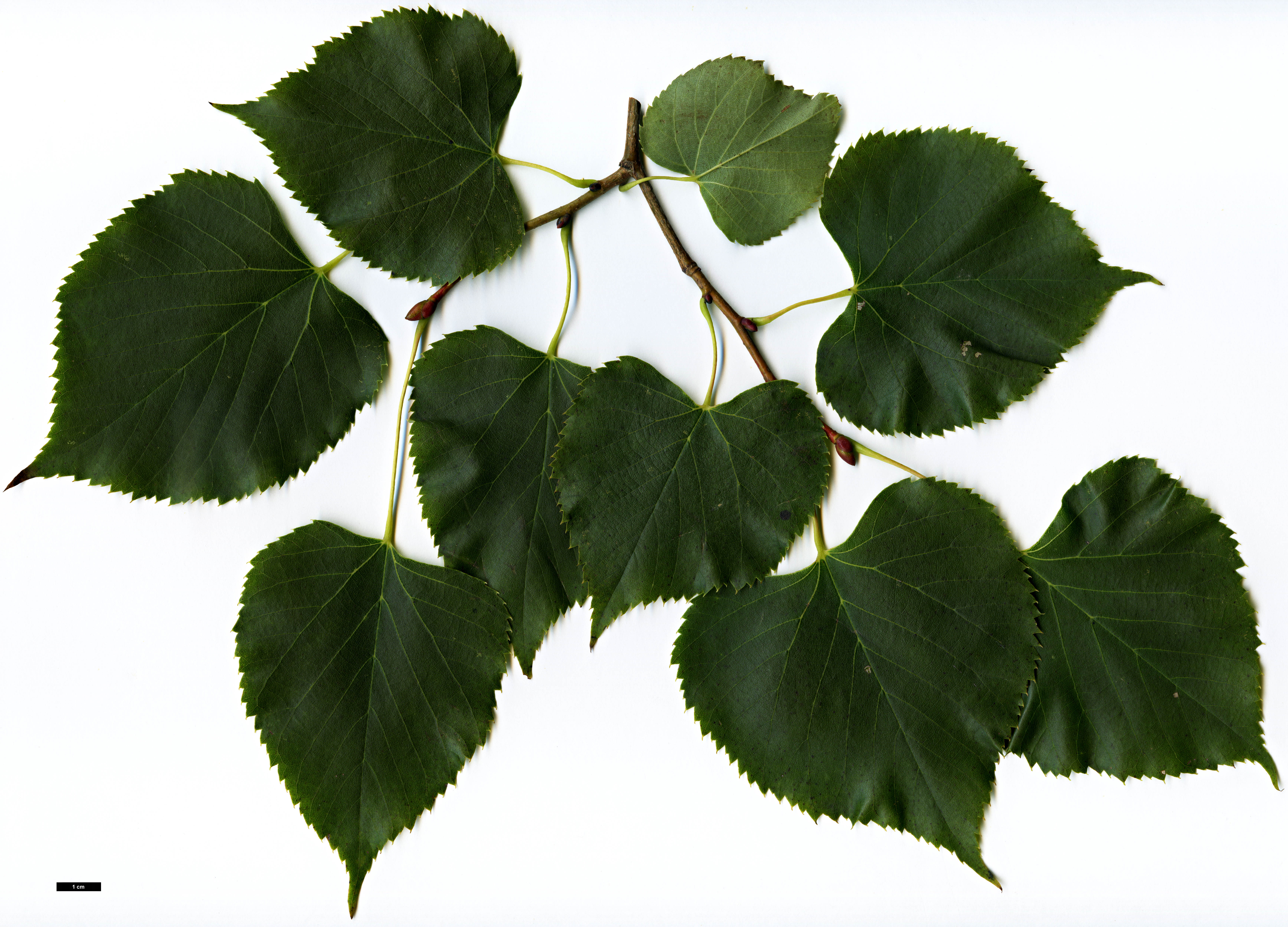 High resolution image: Family: Malvaceae - Genus: Tilia - Taxon: paucicostata