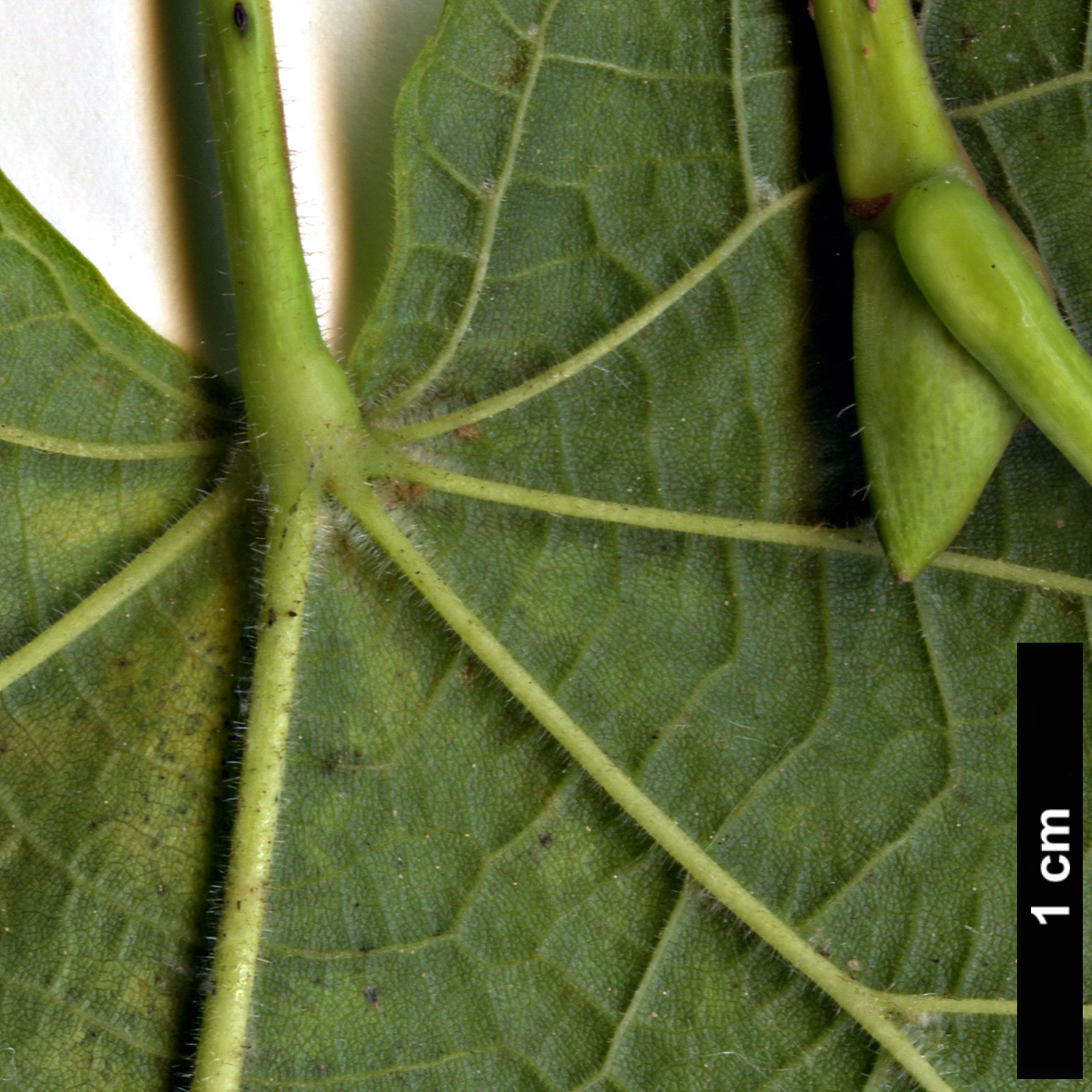 High resolution image: Family: Malvaceae - Genus: Tilia - Taxon: platyphyllos