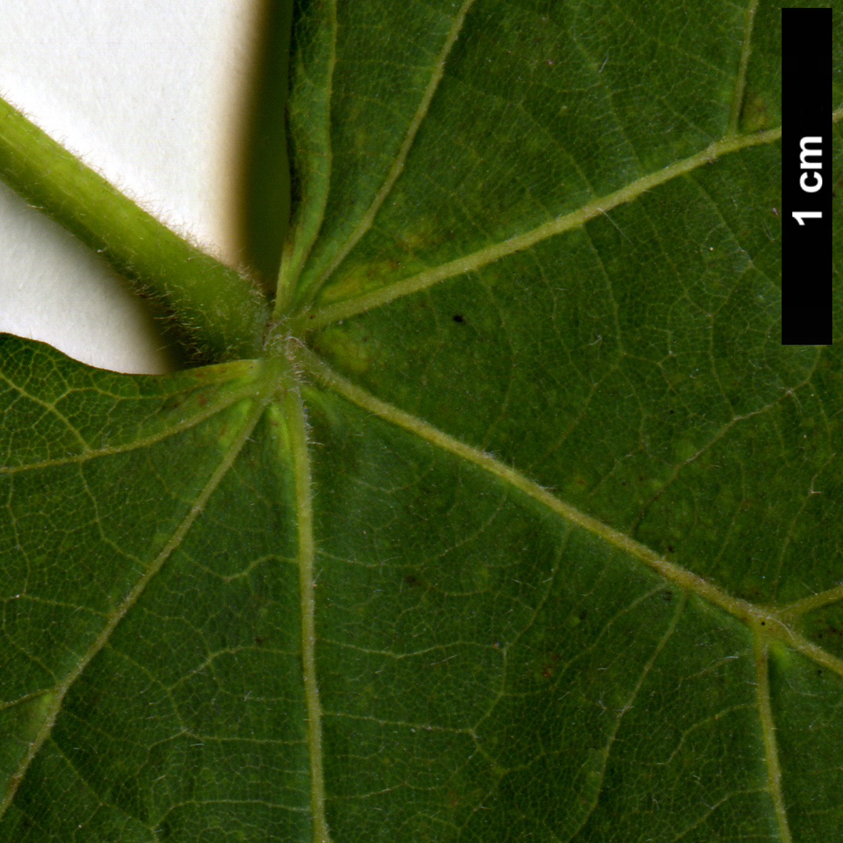 High resolution image: Family: Malvaceae - Genus: Tilia - Taxon: platyphyllos