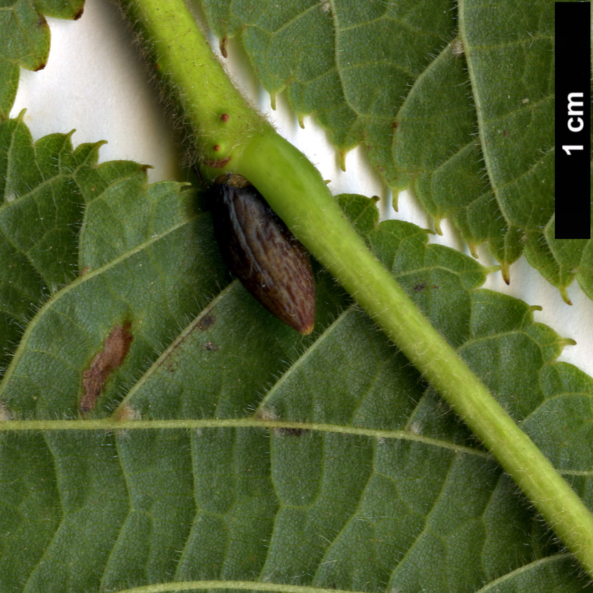 High resolution image: Family: Malvaceae - Genus: Tilia - Taxon: platyphyllos