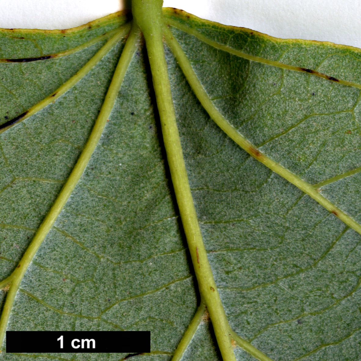 High resolution image: Family: Malvaceae - Genus: Tilia - Taxon: tuan