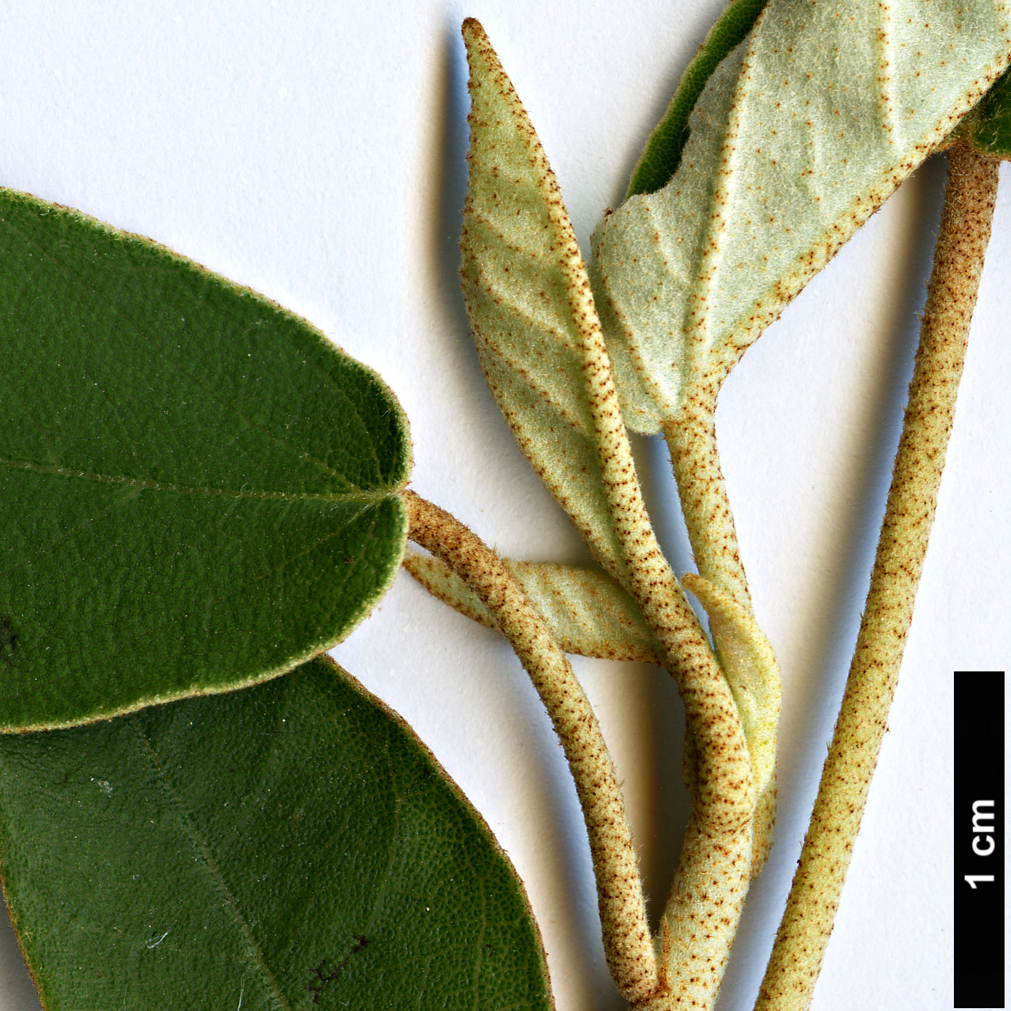 High resolution image: Family: Malvaceae - Genus: Trochetiopsis - Taxon: ebenus