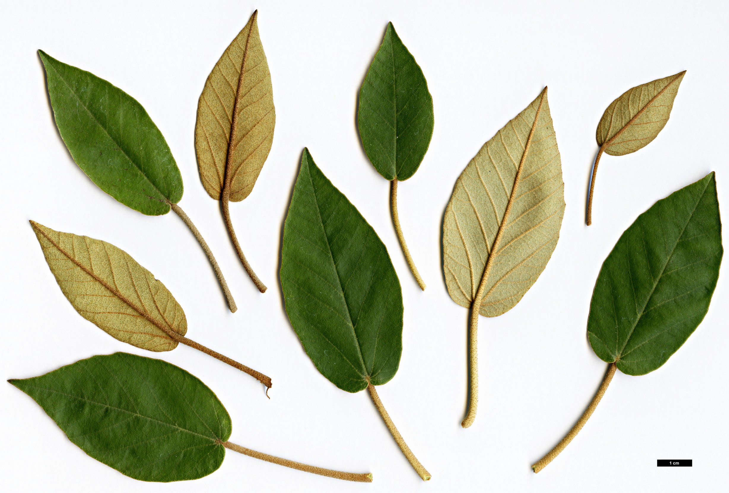 High resolution image: Family: Malvaceae - Genus: Trochetiopsis - Taxon: ebenus