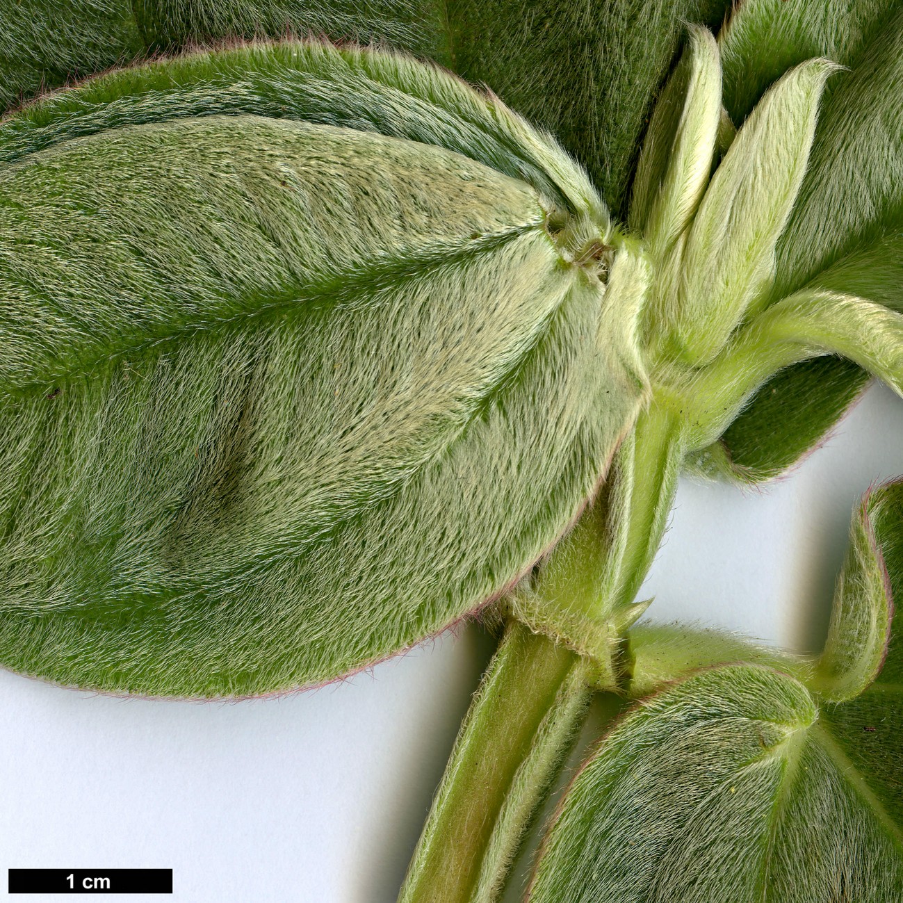 High resolution image: Family: Melastomataceae - Genus: Tibouchina - Taxon: grandifolia High resolution image: Family: Melastomataceae - Genus: Tibouchina - Taxon: grandifolia