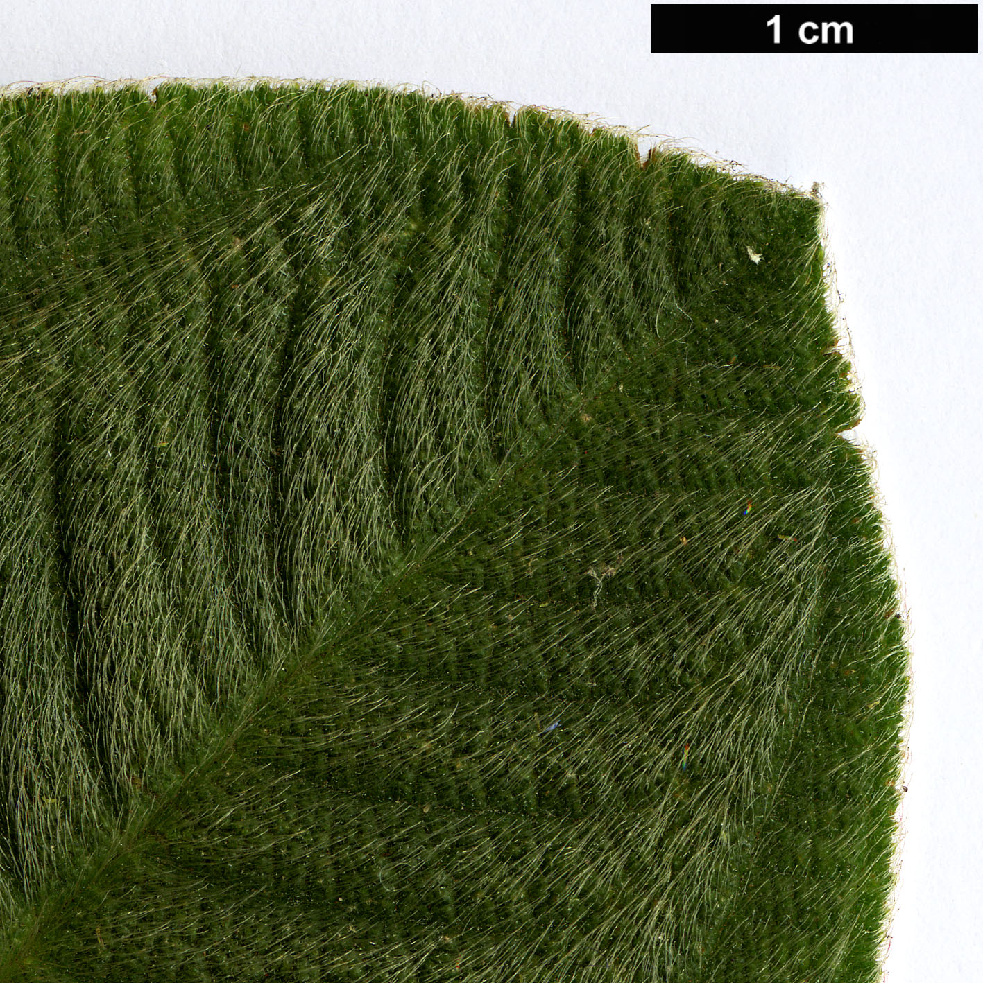 High resolution image: Family: Melastomataceae - Genus: Tibouchina - Taxon: grandifolia High resolution image: Family: Melastomataceae - Genus: Tibouchina - Taxon: grandifolia