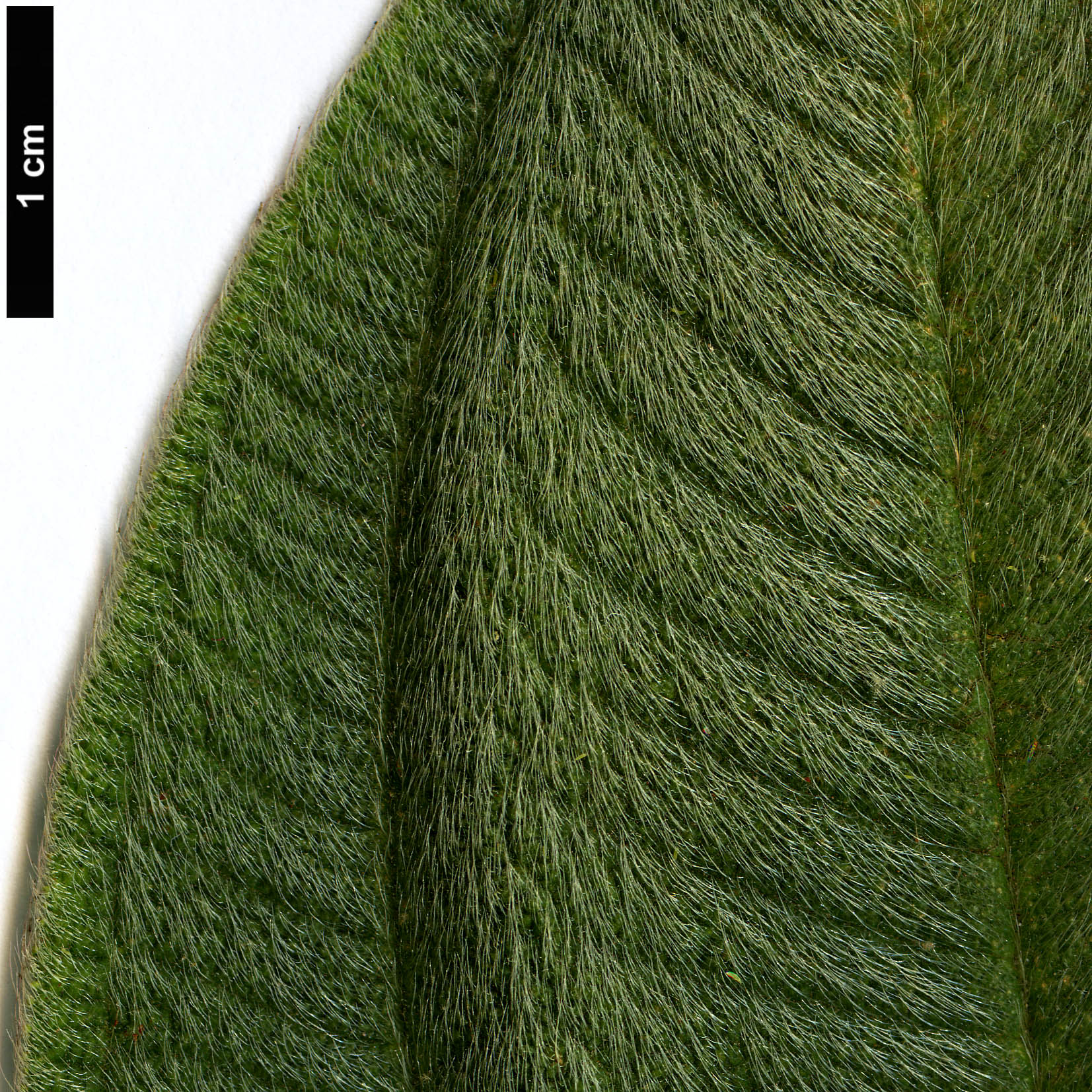 High resolution image: Family: Melastomataceae - Genus: Tibouchina - Taxon: grandifolia High resolution image: Family: Melastomataceae - Genus: Tibouchina - Taxon: grandifolia