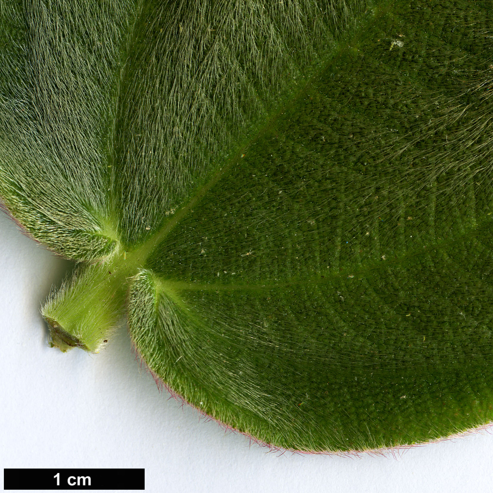 High resolution image: Family: Melastomataceae - Genus: Tibouchina - Taxon: grandifolia High resolution image: Family: Melastomataceae - Genus: Tibouchina - Taxon: grandifolia