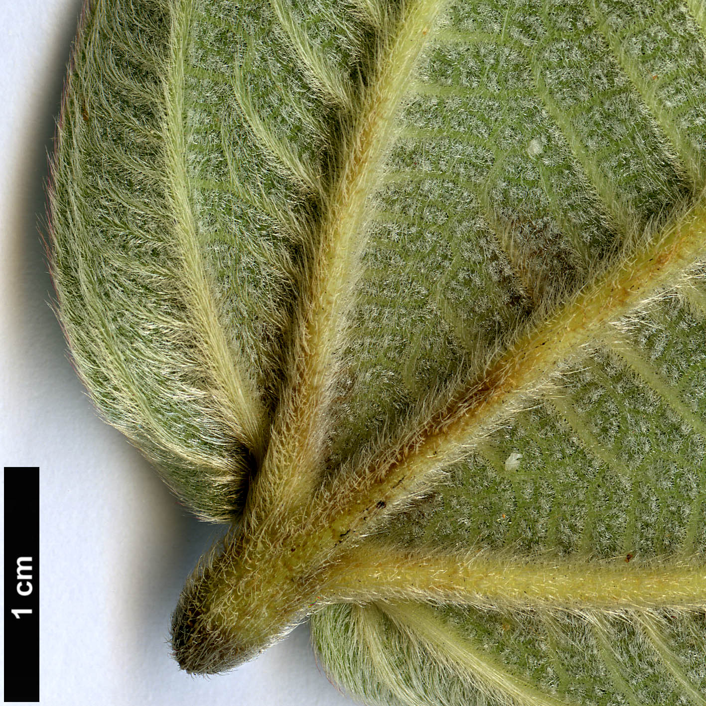 High resolution image: Family: Melastomataceae - Genus: Tibouchina - Taxon: grandifolia