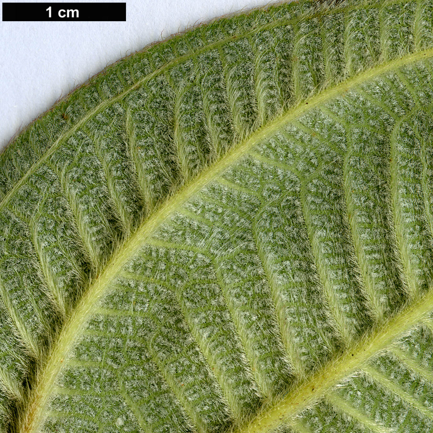 High resolution image: Family: Melastomataceae - Genus: Tibouchina - Taxon: grandifolia High resolution image: Family: Melastomataceae - Genus: Tibouchina - Taxon: grandifolia