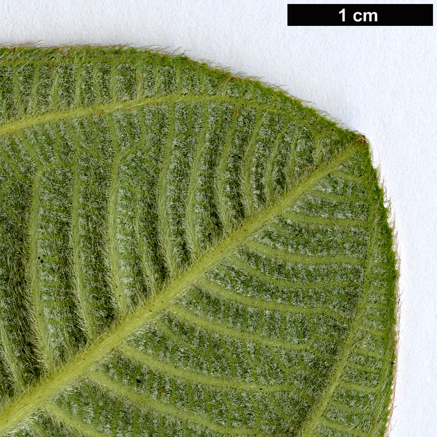 High resolution image: Family: Melastomataceae - Genus: Tibouchina - Taxon: grandifolia High resolution image: Family: Melastomataceae - Genus: Tibouchina - Taxon: grandifolia