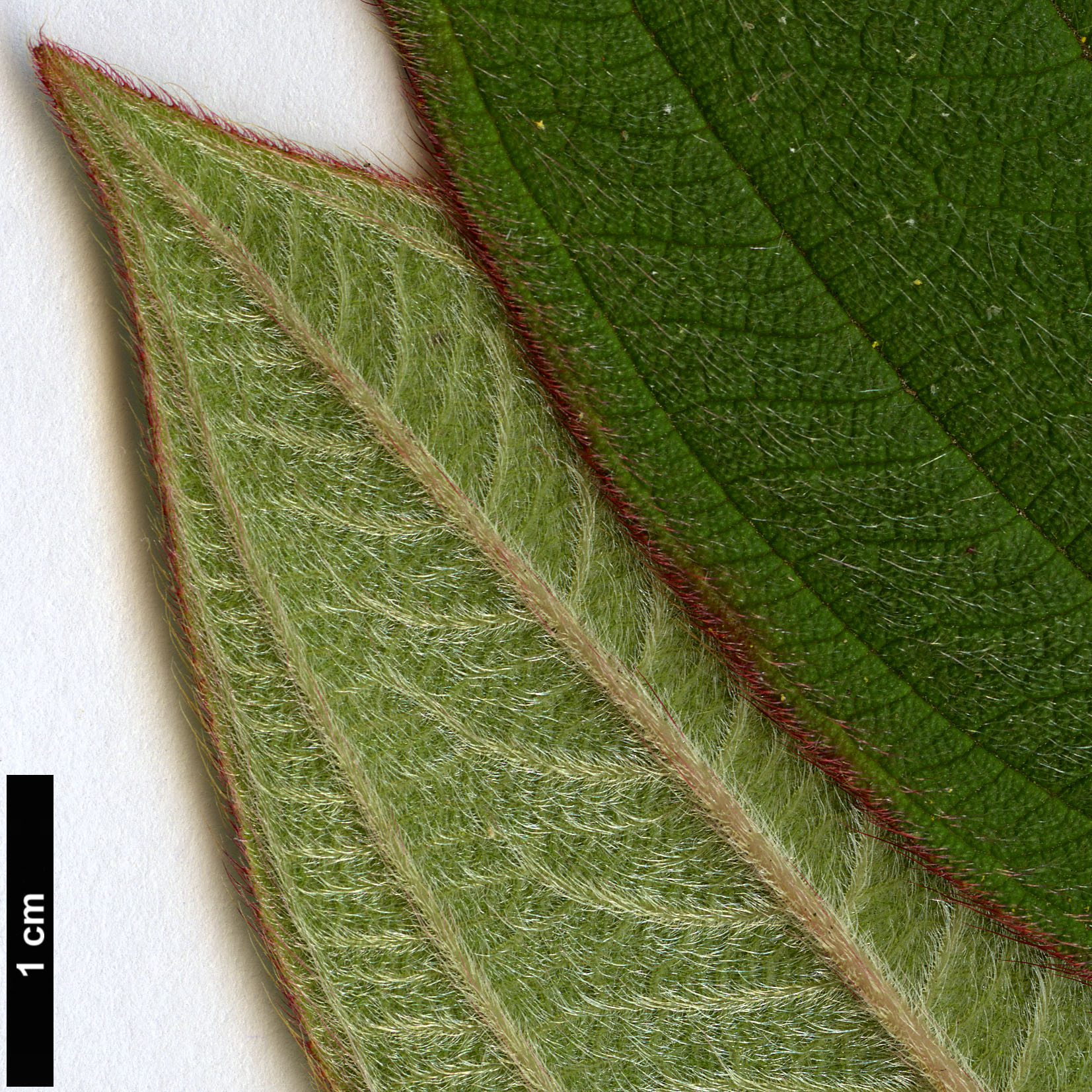 High resolution image: Family: Melastomataceae - Genus: Tibouchina - Taxon: urvilleana