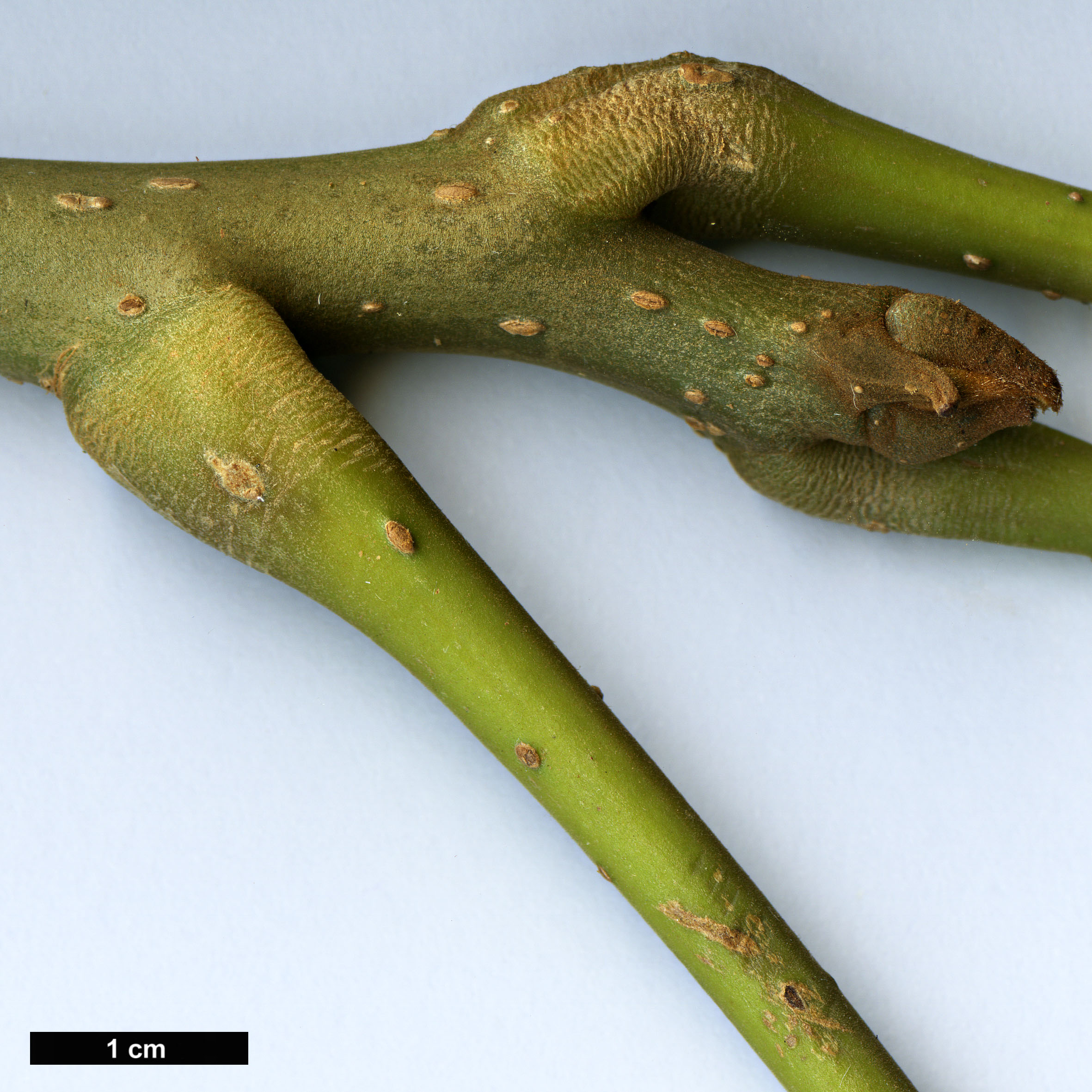 High resolution image: Family: Meliaceae - Genus: Cedrela - Taxon: odorata