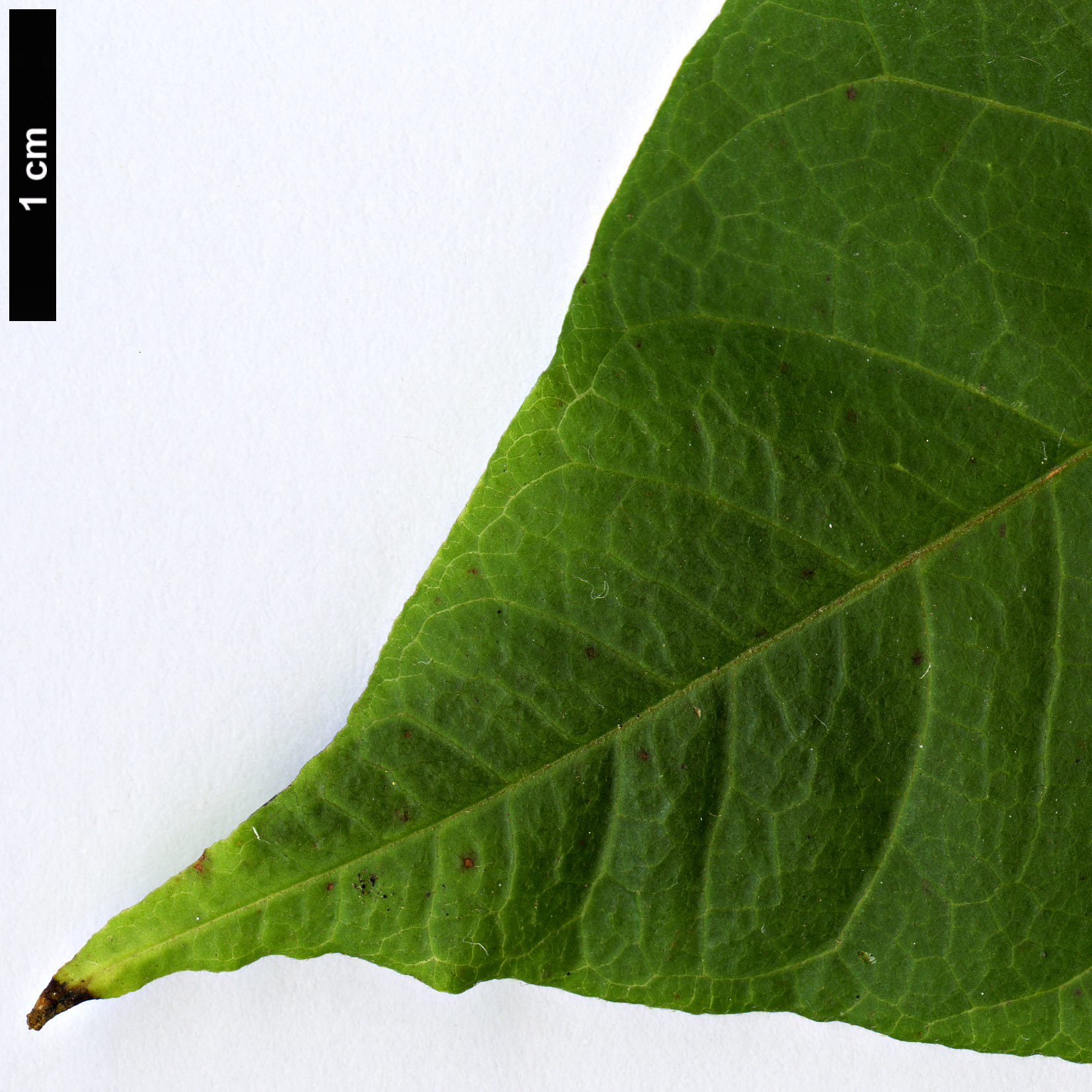 High resolution image: Family: Meliaceae - Genus: Cedrela - Taxon: odorata