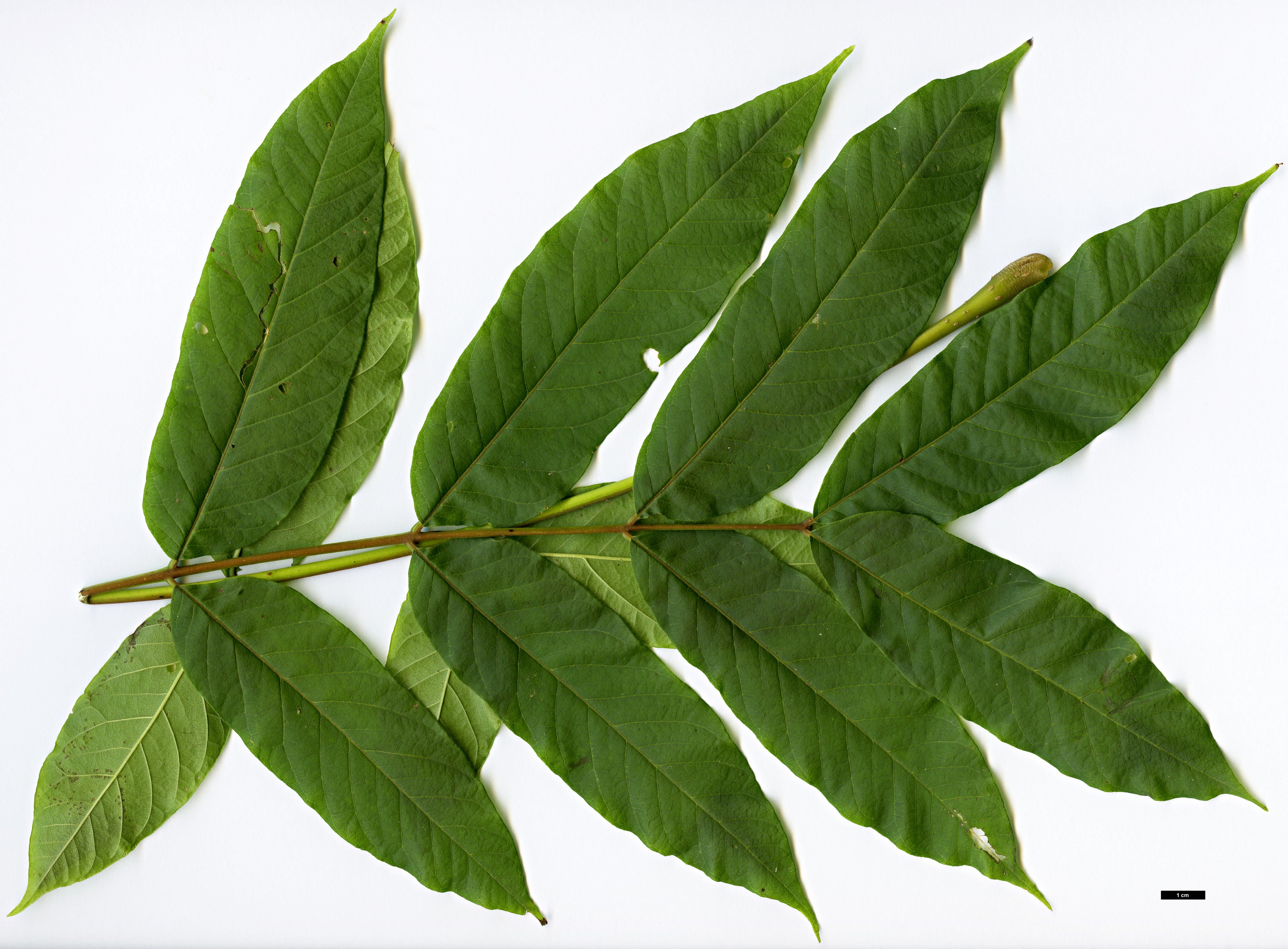 High resolution image: Family: Meliaceae - Genus: Cedrela - Taxon: odorata High resolution image: Family: Meliaceae - Genus: Cedrela - Taxon: odorata