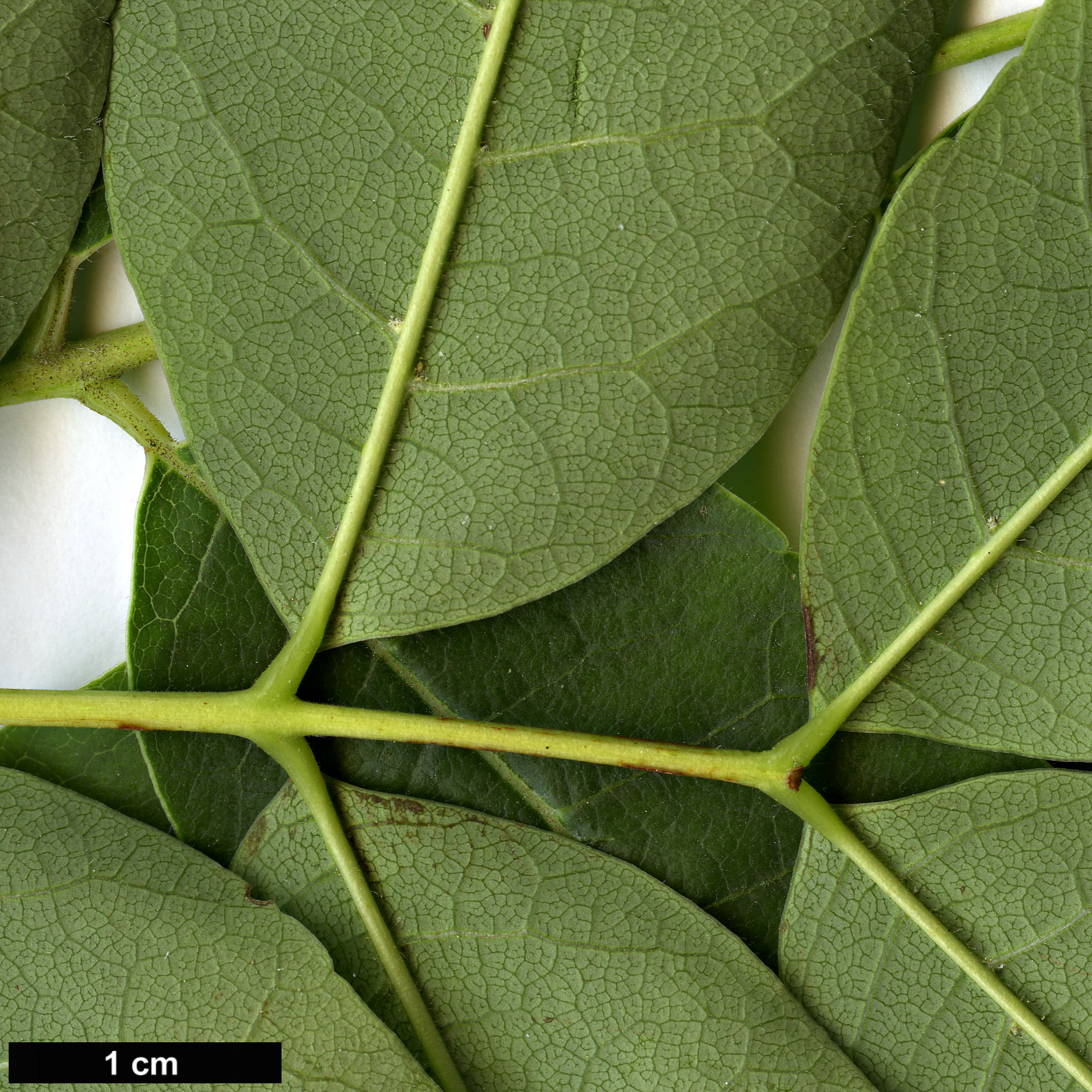 High resolution image: Family: Meliaceae - Genus: Toona - Taxon: sinensis