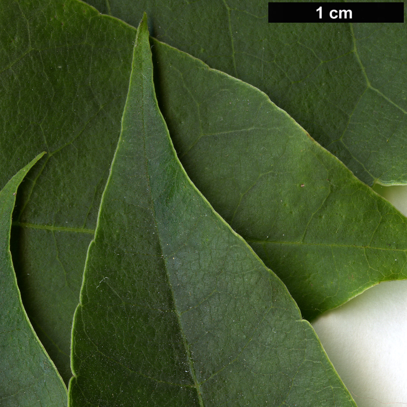 High resolution image: Family: Meliaceae - Genus: Toona - Taxon: sinensis