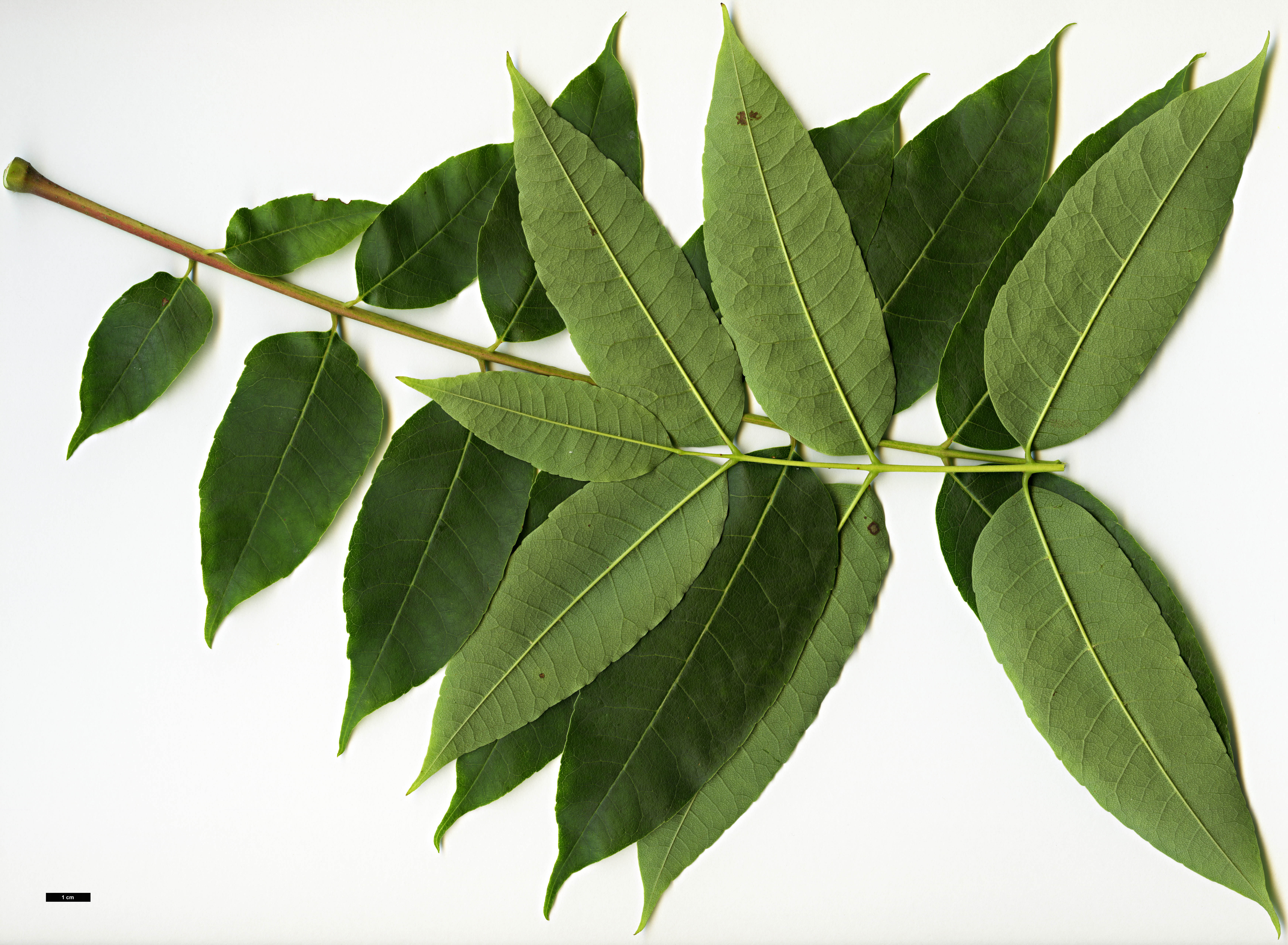 High resolution image: Family: Meliaceae - Genus: Toona - Taxon: sinensis