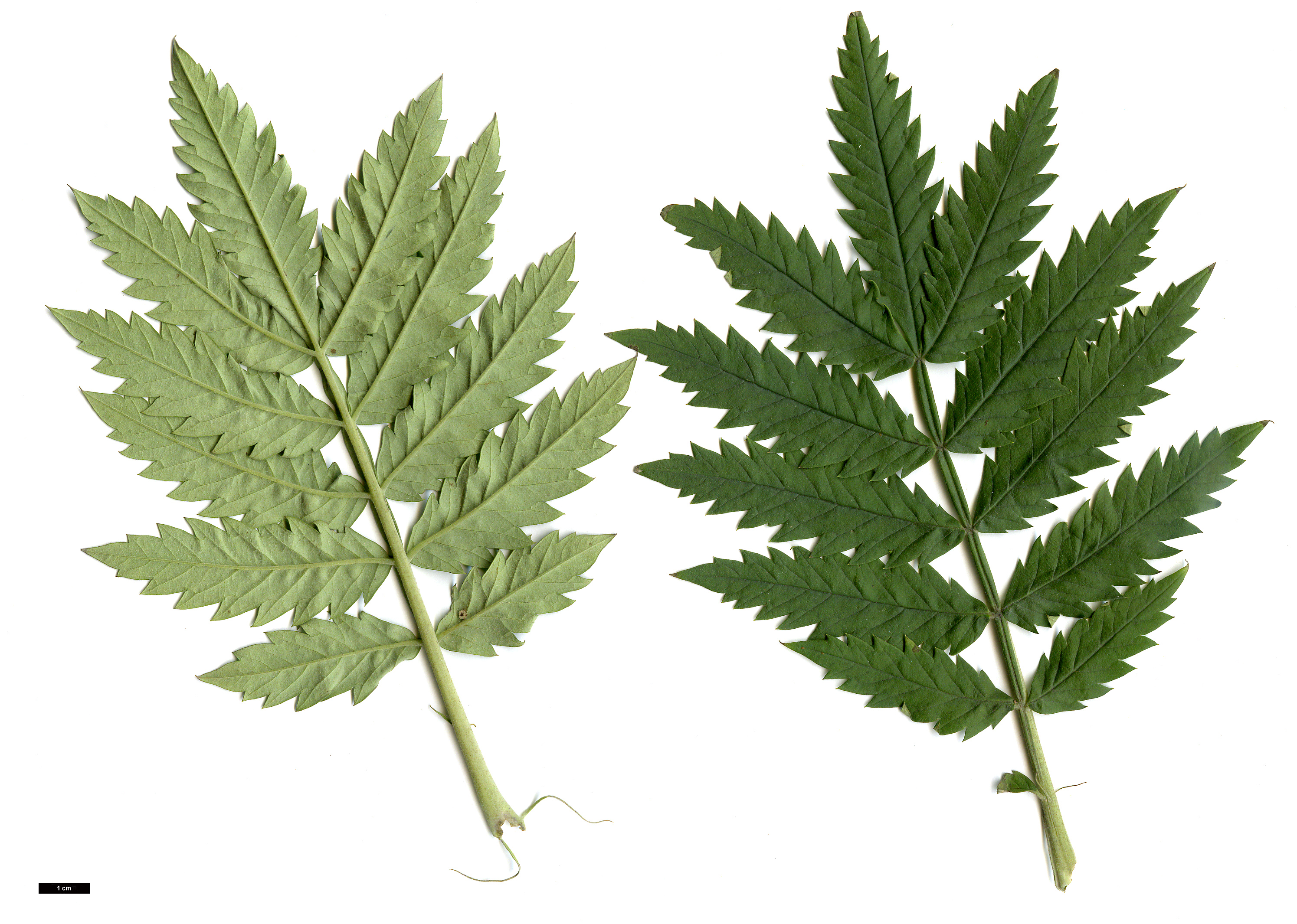 High resolution image: Family: Melianthaceae - Genus: Melianthus - Taxon: minor