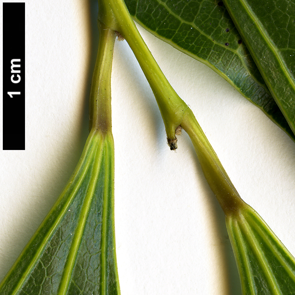 High resolution image: Family: Menispermaceae - Genus: Cocculus - Taxon: laurifolius