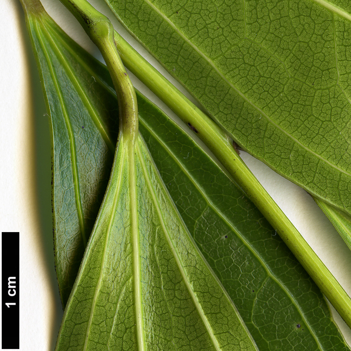 High resolution image: Family: Menispermaceae - Genus: Cocculus - Taxon: laurifolius
