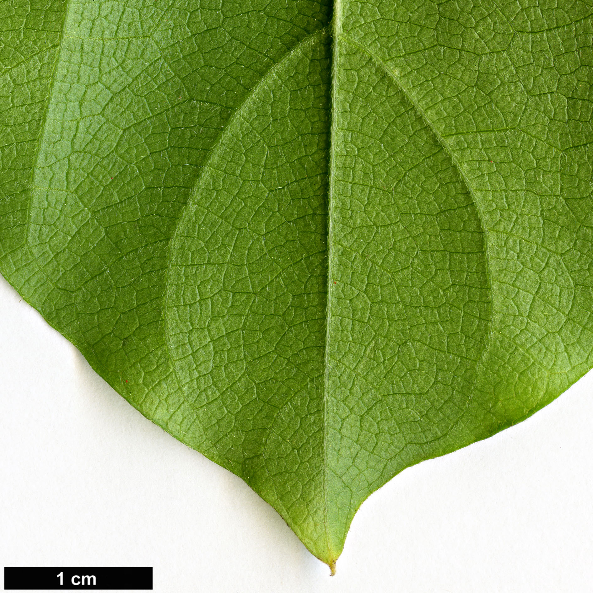 High resolution image: Family: Menispermaceae - Genus: Cocculus - Taxon: orbiculatus