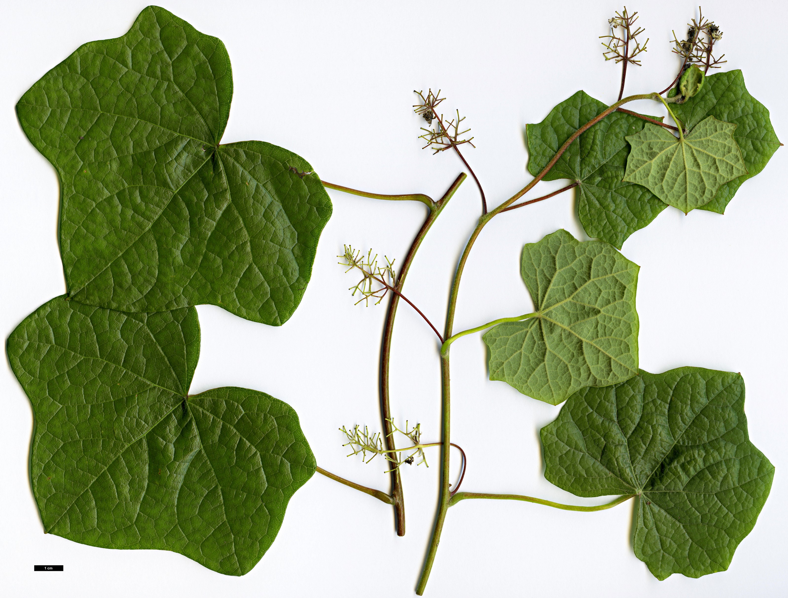 High resolution image: Family: Menispermaceae - Genus: Menispermum - Taxon: canadense High resolution image: Family: Menispermaceae - Genus: Menispermum - Taxon: canadense