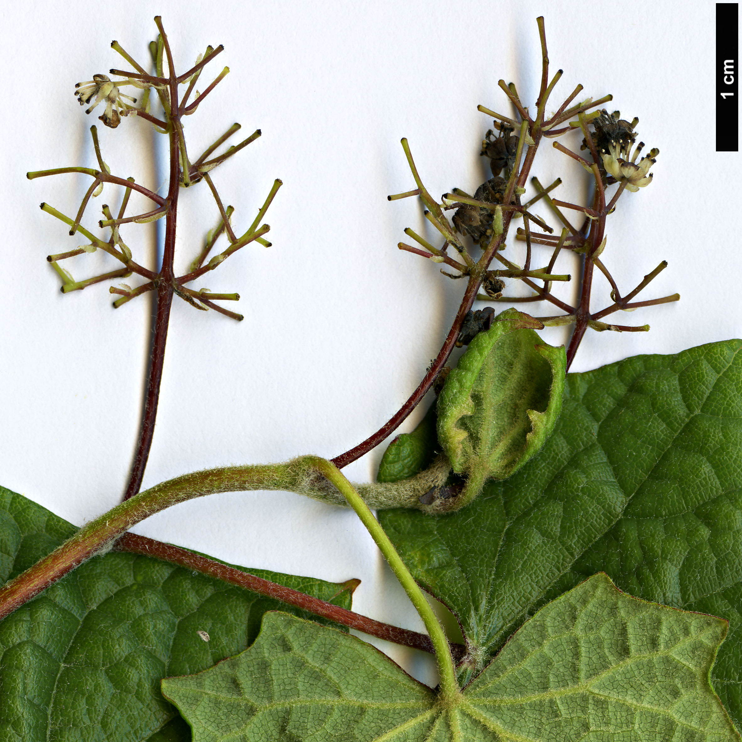 High resolution image: Family: Menispermaceae - Genus: Menispermum - Taxon: canadense High resolution image: Family: Menispermaceae - Genus: Menispermum - Taxon: canadense