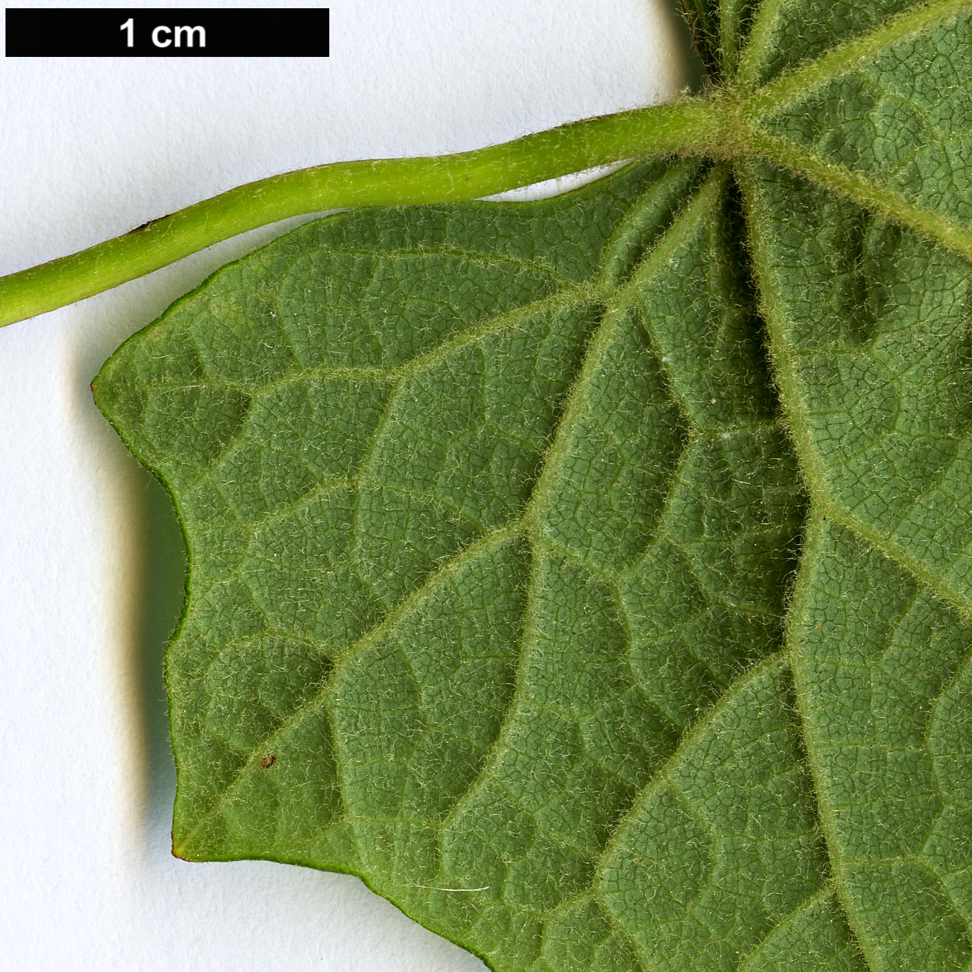 High resolution image: Family: Menispermaceae - Genus: Menispermum - Taxon: canadense