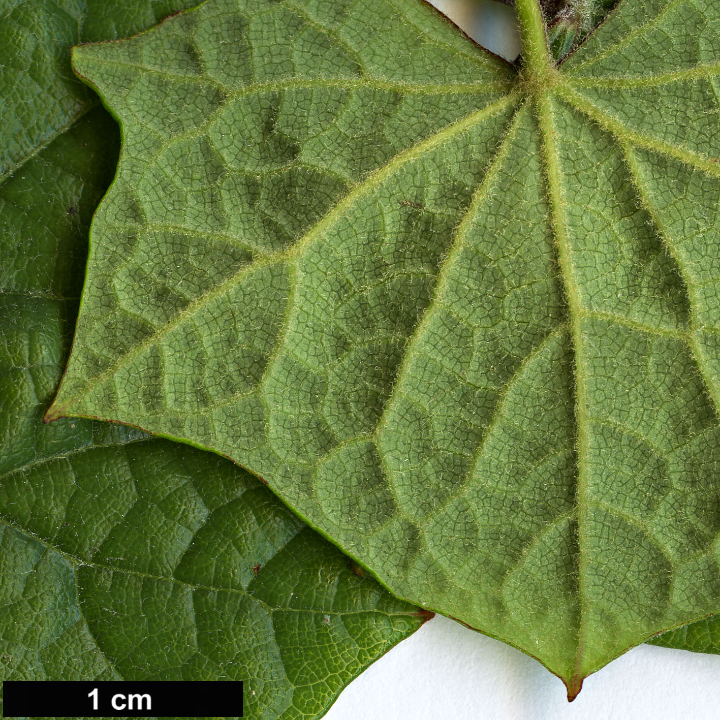 High resolution image: Family: Menispermaceae - Genus: Menispermum - Taxon: canadense