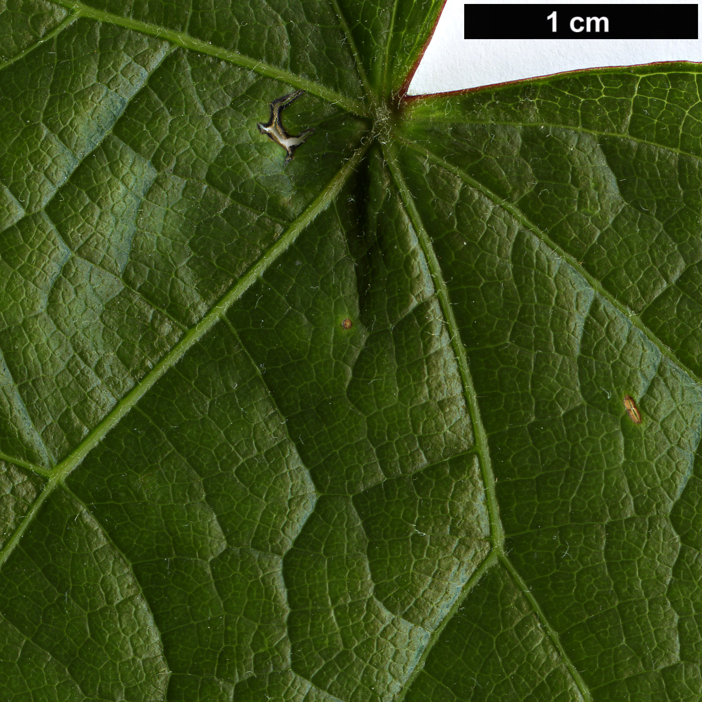 High resolution image: Family: Menispermaceae - Genus: Menispermum - Taxon: canadense High resolution image: Family: Menispermaceae - Genus: Menispermum - Taxon: canadense