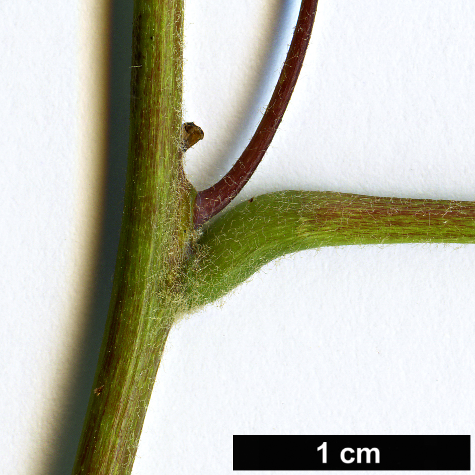 High resolution image: Family: Menispermaceae - Genus: Menispermum - Taxon: canadense High resolution image: Family: Menispermaceae - Genus: Menispermum - Taxon: canadense