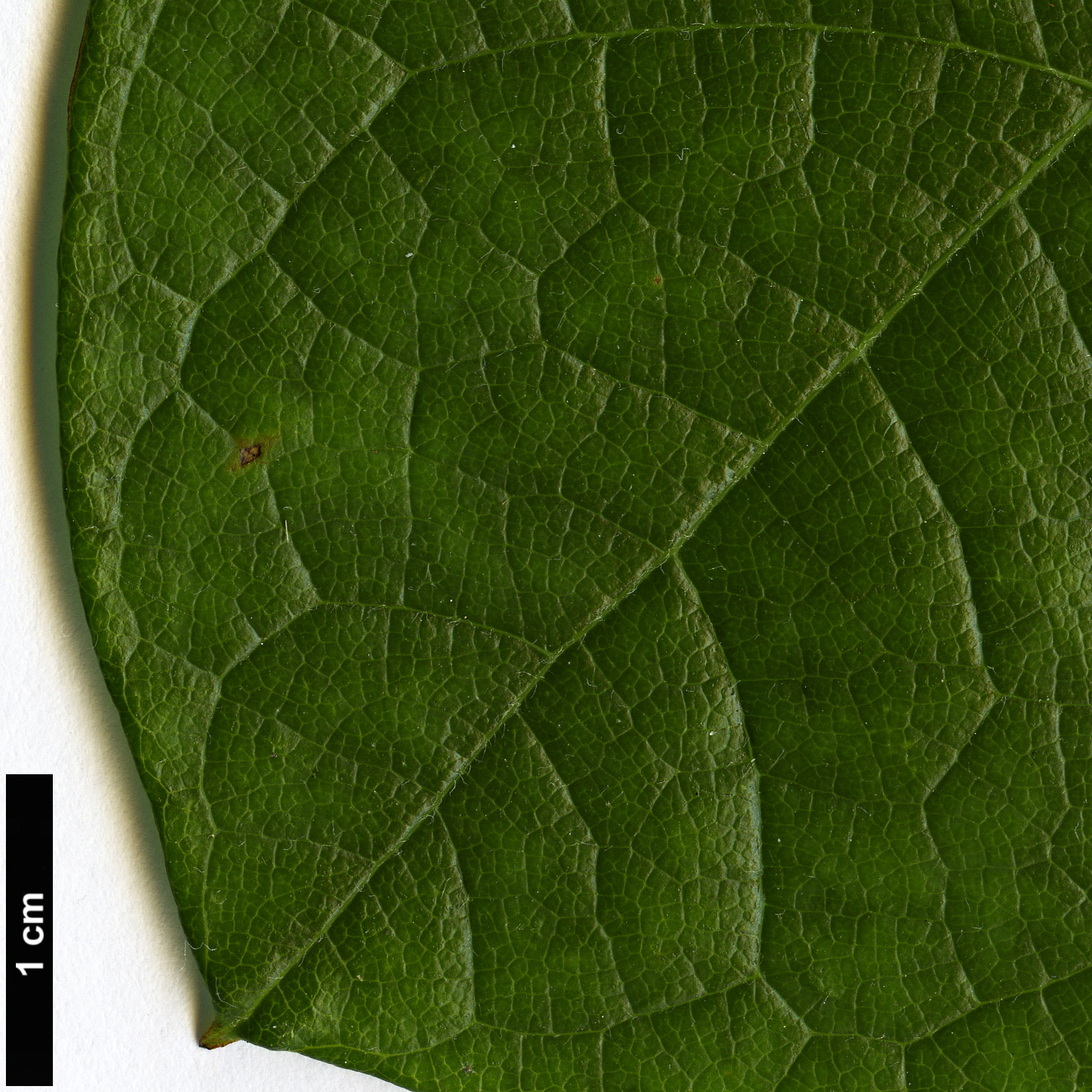 High resolution image: Family: Menispermaceae - Genus: Menispermum - Taxon: canadense High resolution image: Family: Menispermaceae - Genus: Menispermum - Taxon: canadense