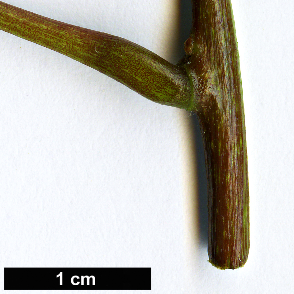 High resolution image: Family: Menispermaceae - Genus: Menispermum - Taxon: canadense High resolution image: Family: Menispermaceae - Genus: Menispermum - Taxon: canadense