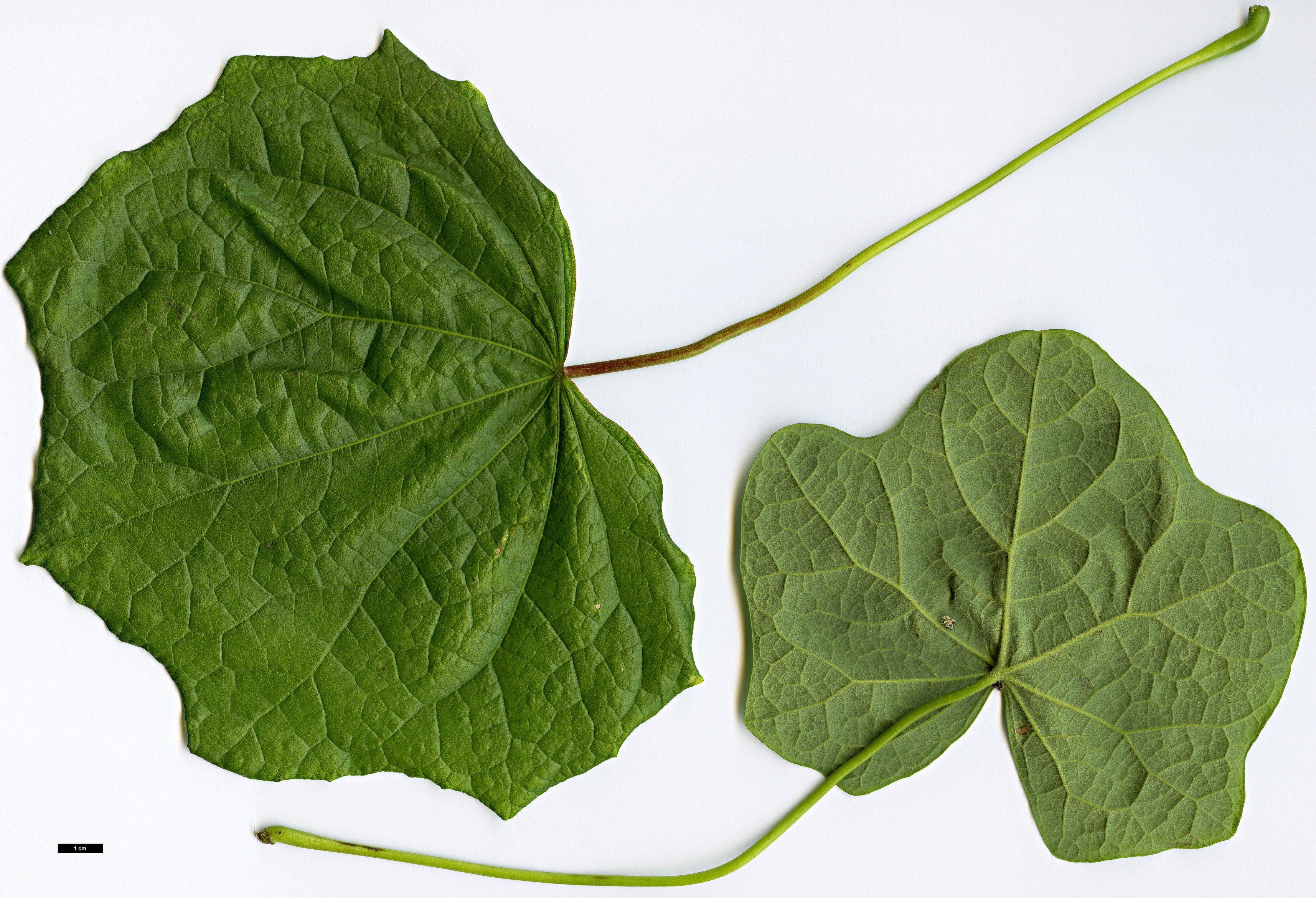 High resolution image: Family: Menispermaceae - Genus: Menispermum - Taxon: canadense High resolution image: Family: Menispermaceae - Genus: Menispermum - Taxon: canadense