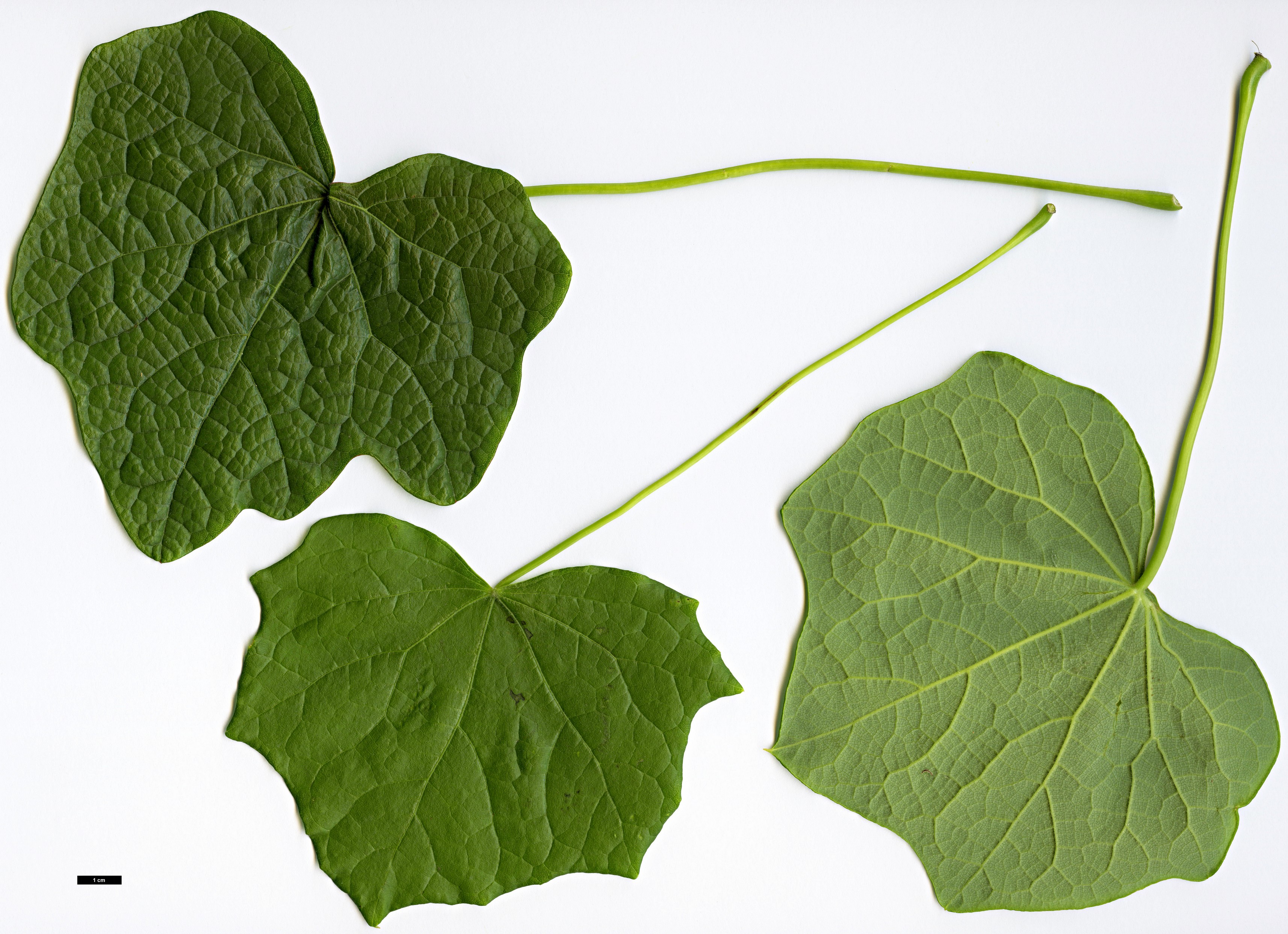 High resolution image: Family: Menispermaceae - Genus: Menispermum - Taxon: canadense High resolution image: Family: Menispermaceae - Genus: Menispermum - Taxon: canadense