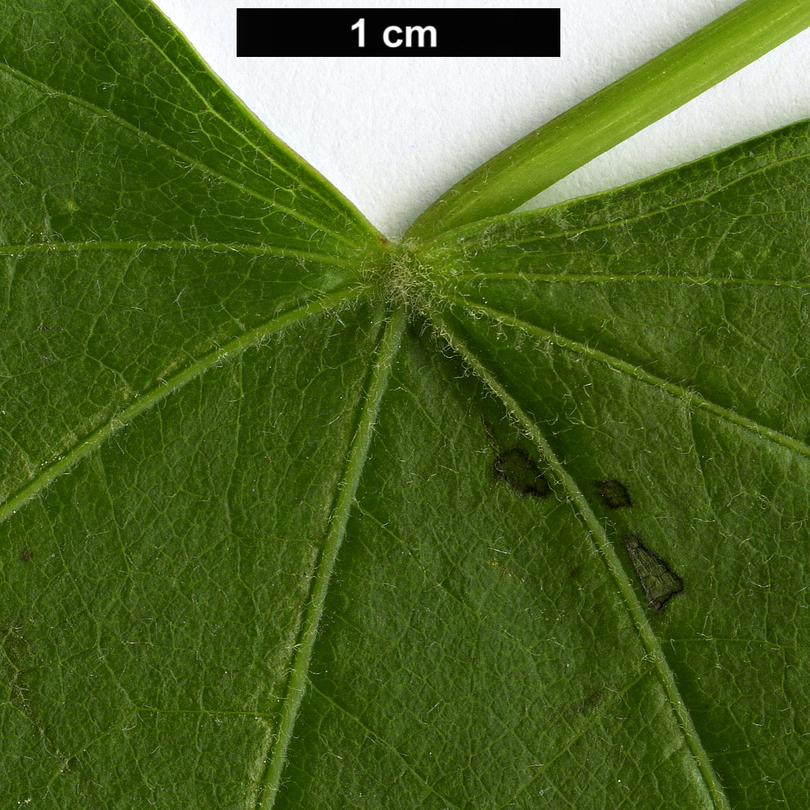 High resolution image: Family: Menispermaceae - Genus: Menispermum - Taxon: canadense High resolution image: Family: Menispermaceae - Genus: Menispermum - Taxon: canadense