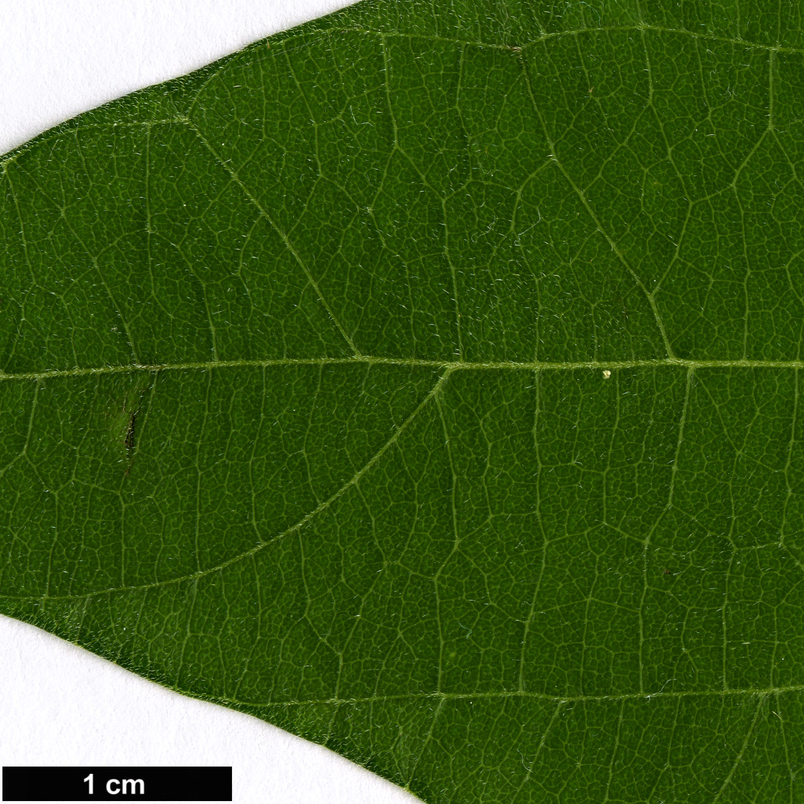 High resolution image: Family: Menispermaceae - Genus: Sinomenium - Taxon: acutum