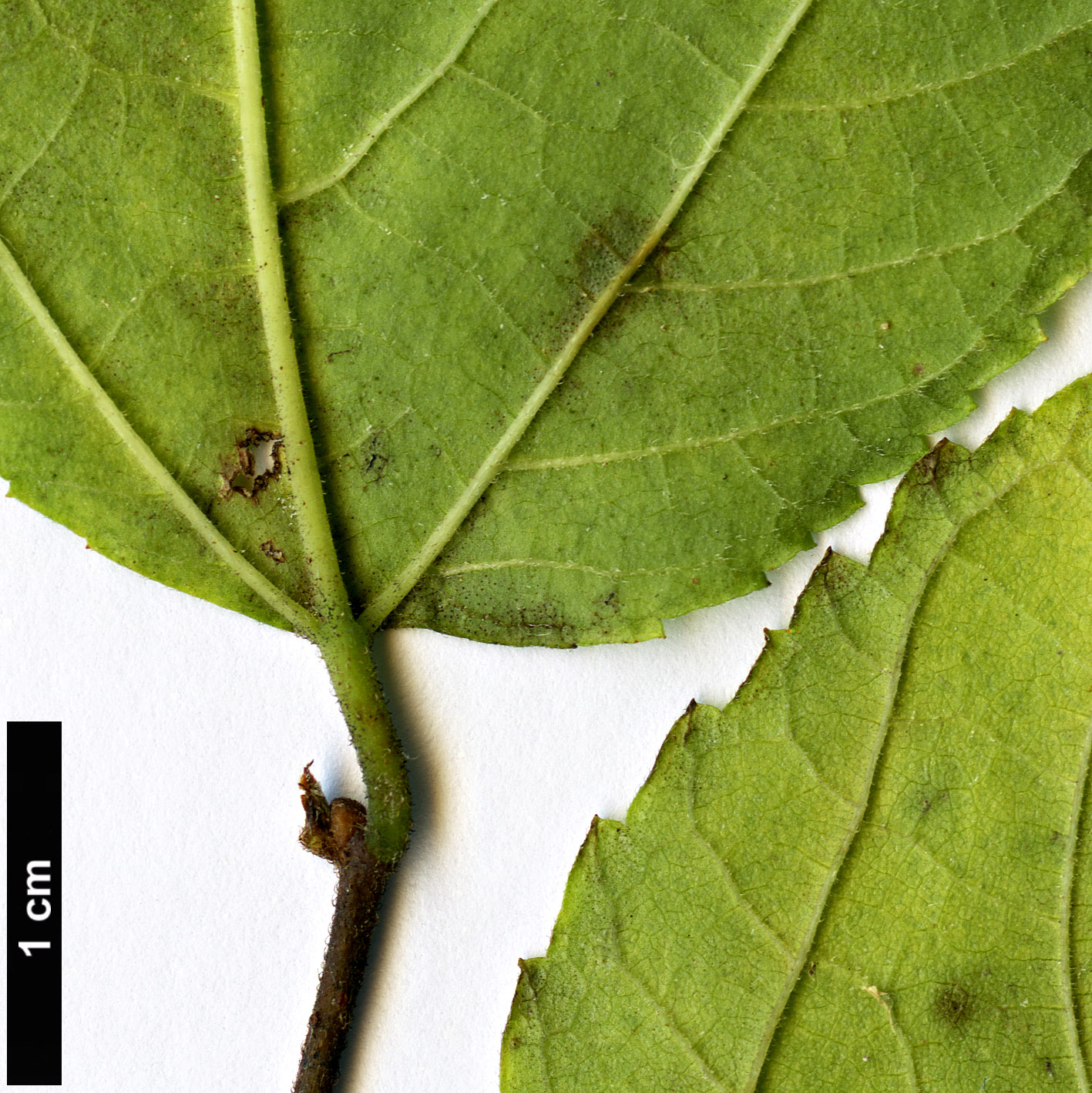 High resolution image: Family: Moraceae - Genus: Broussonetia - Taxon: monoica