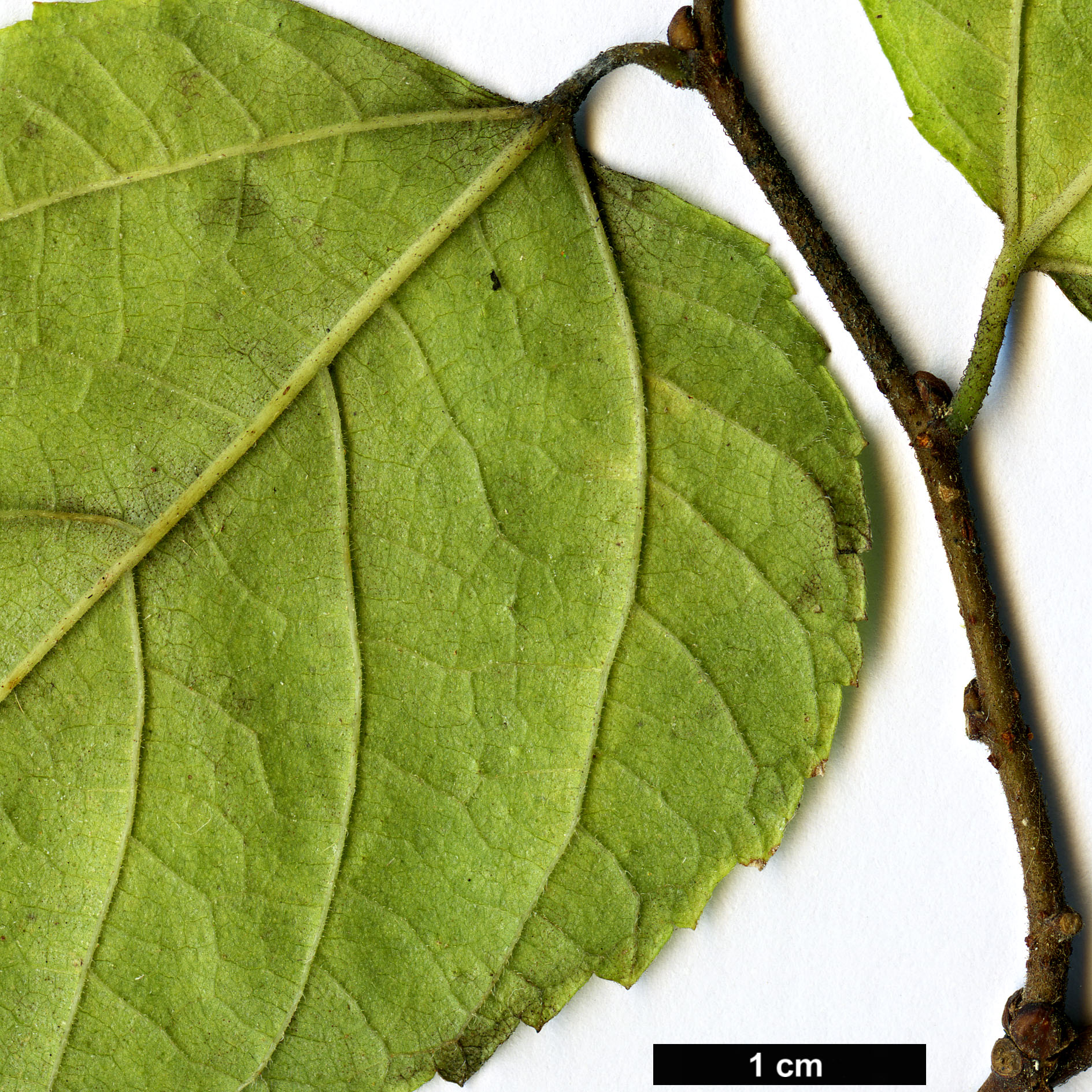 High resolution image: Family: Moraceae - Genus: Broussonetia - Taxon: monoica