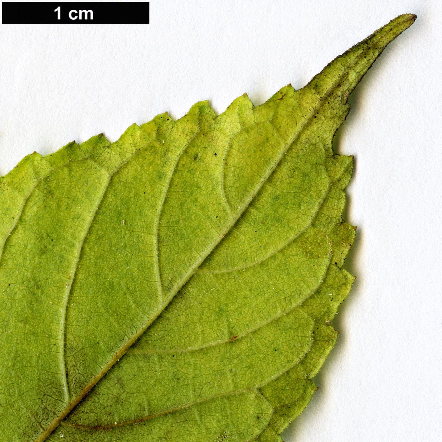 High resolution image: Family: Moraceae - Genus: Broussonetia - Taxon: monoica
