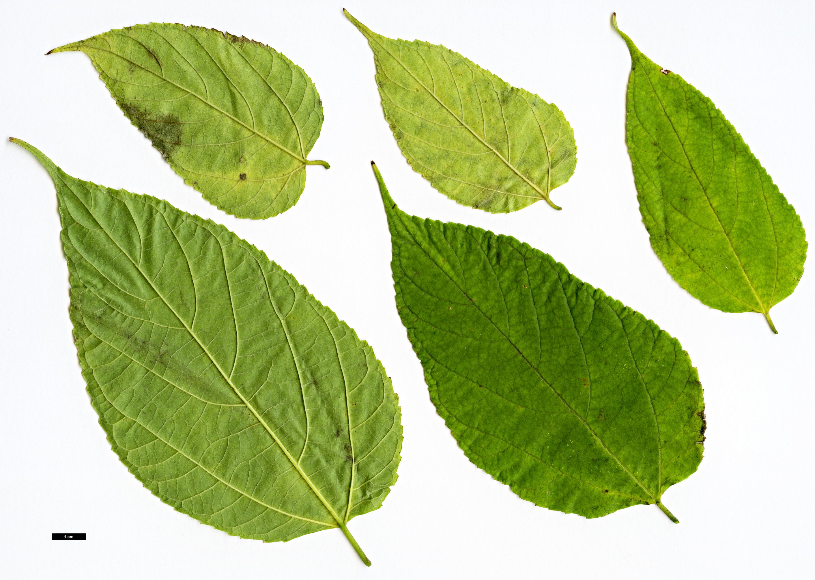 High resolution image: Family: Moraceae - Genus: Broussonetia - Taxon: monoica High resolution image: Family: Moraceae - Genus: Broussonetia - Taxon: monoica