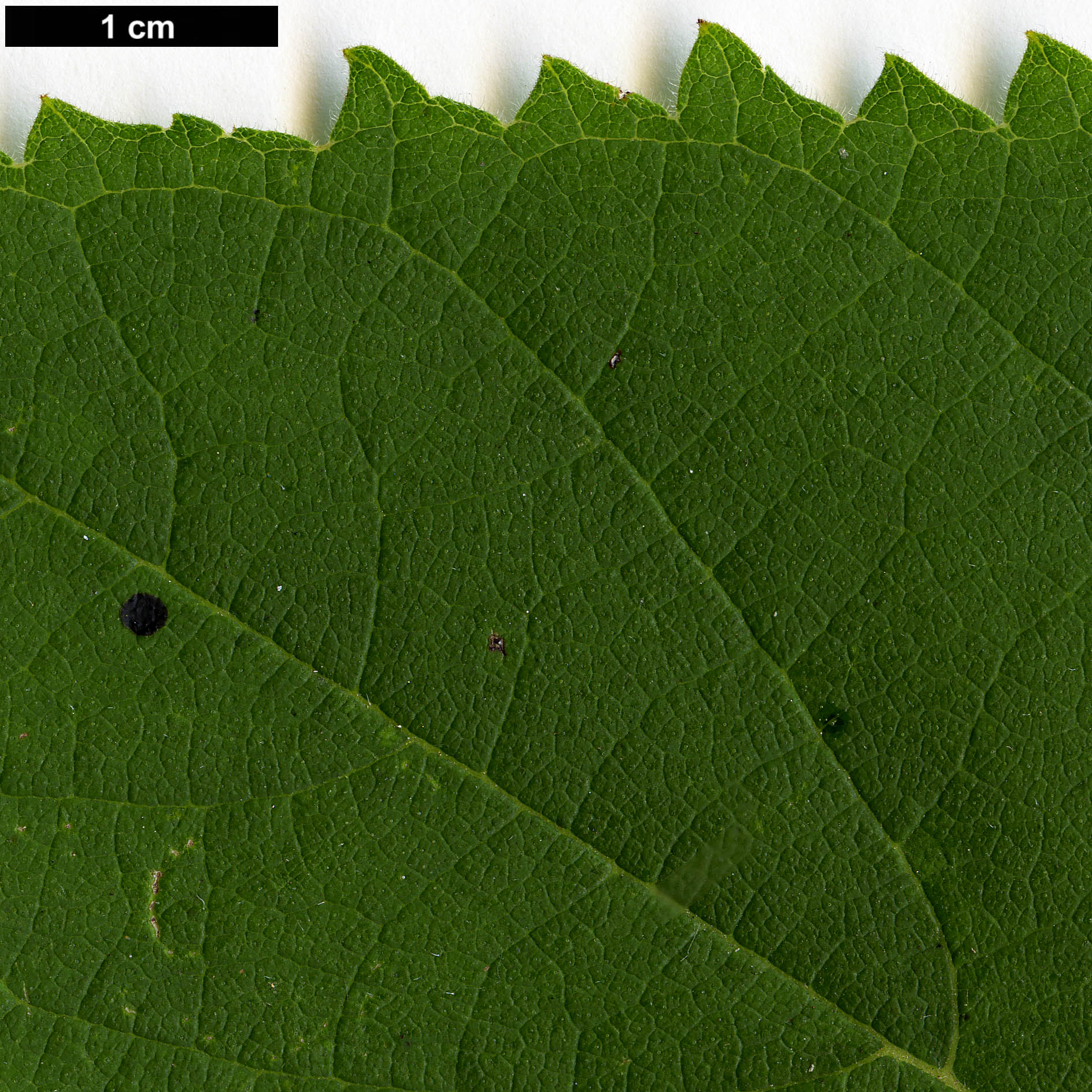 High resolution image: Family: Moraceae - Genus: Broussonetia - Taxon: papyrifera High resolution image: Family: Moraceae - Genus: Broussonetia - Taxon: papyrifera