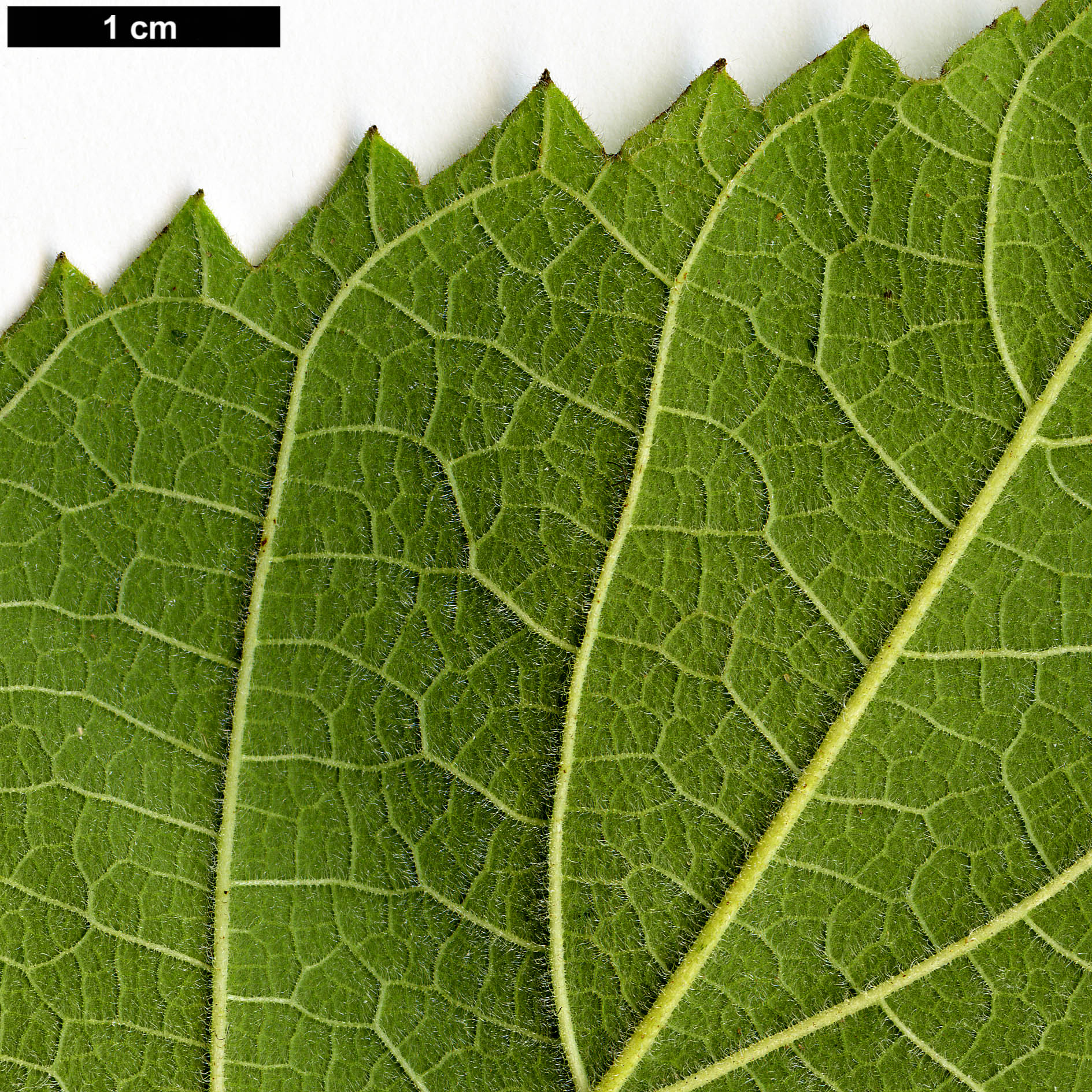 High resolution image: Family: Moraceae - Genus: Broussonetia - Taxon: papyrifera High resolution image: Family: Moraceae - Genus: Broussonetia - Taxon: papyrifera