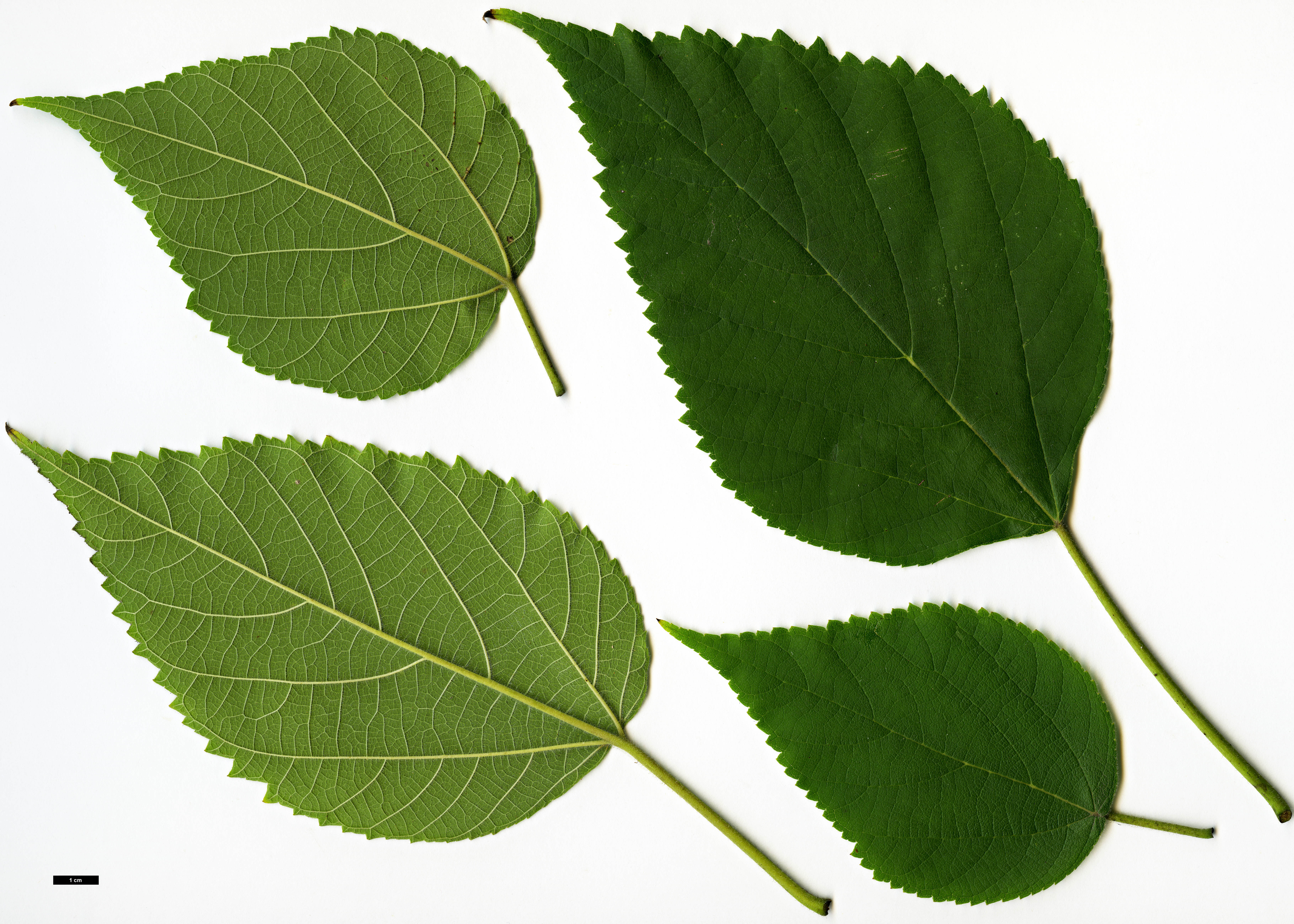 High resolution image: Family: Moraceae - Genus: Broussonetia - Taxon: papyrifera High resolution image: Family: Moraceae - Genus: Broussonetia - Taxon: papyrifera