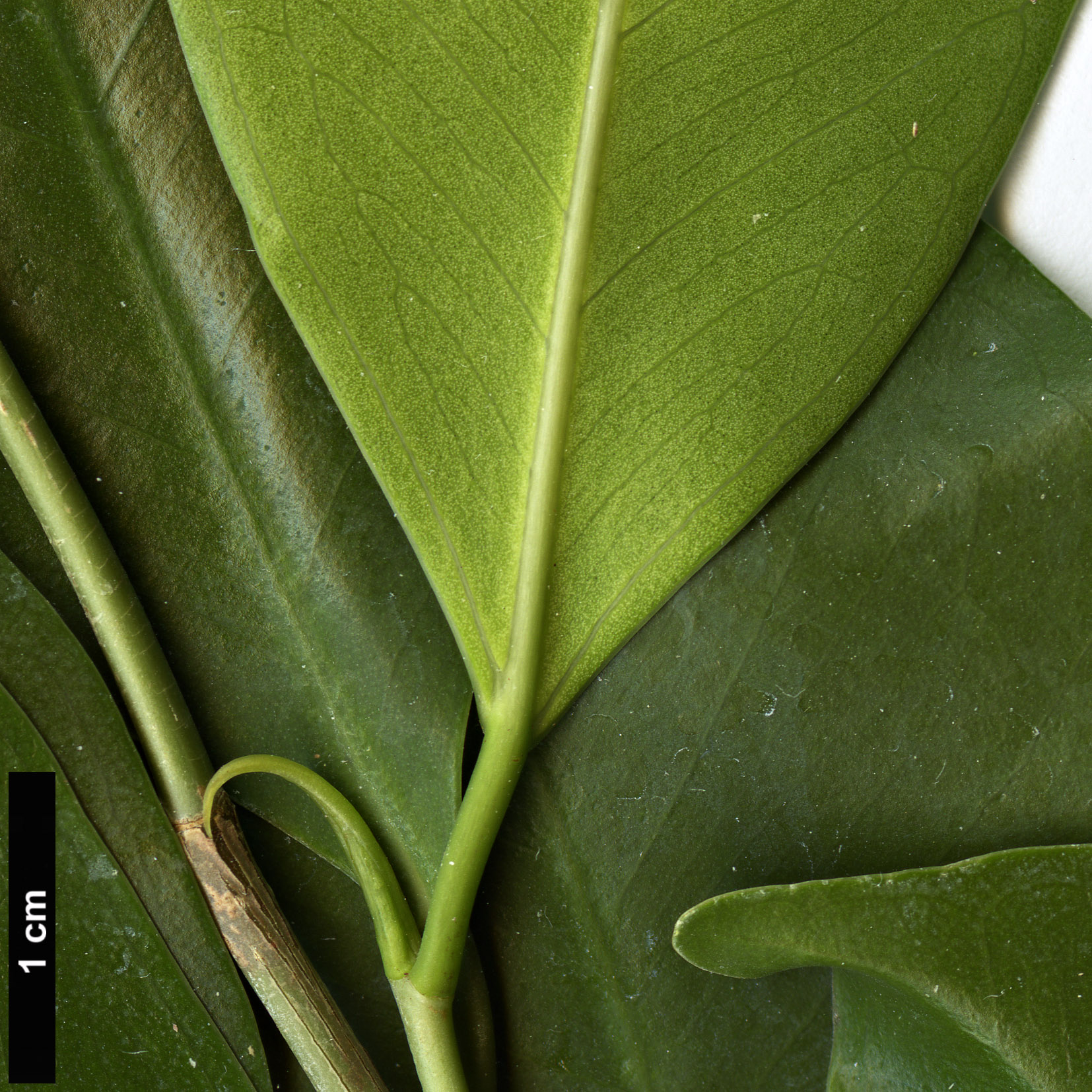 High resolution image: Family: Moraceae - Genus: Ficus - Taxon: benjamina