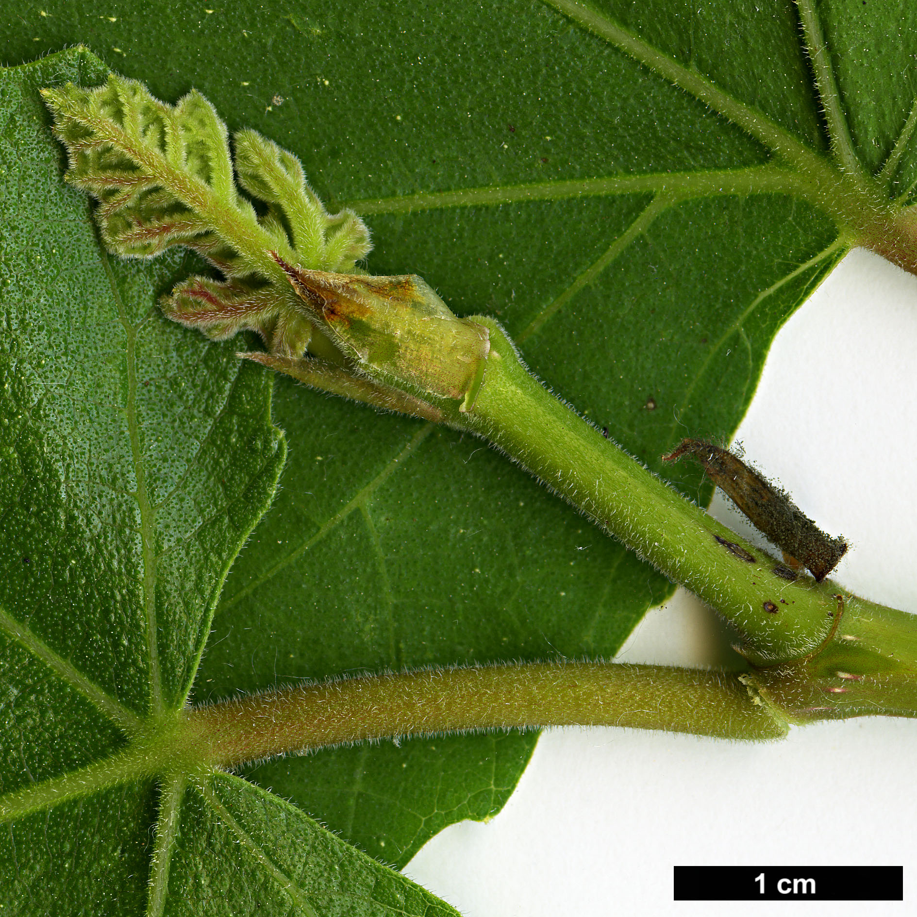 High resolution image: Family: Moraceae - Genus: Ficus - Taxon: carica